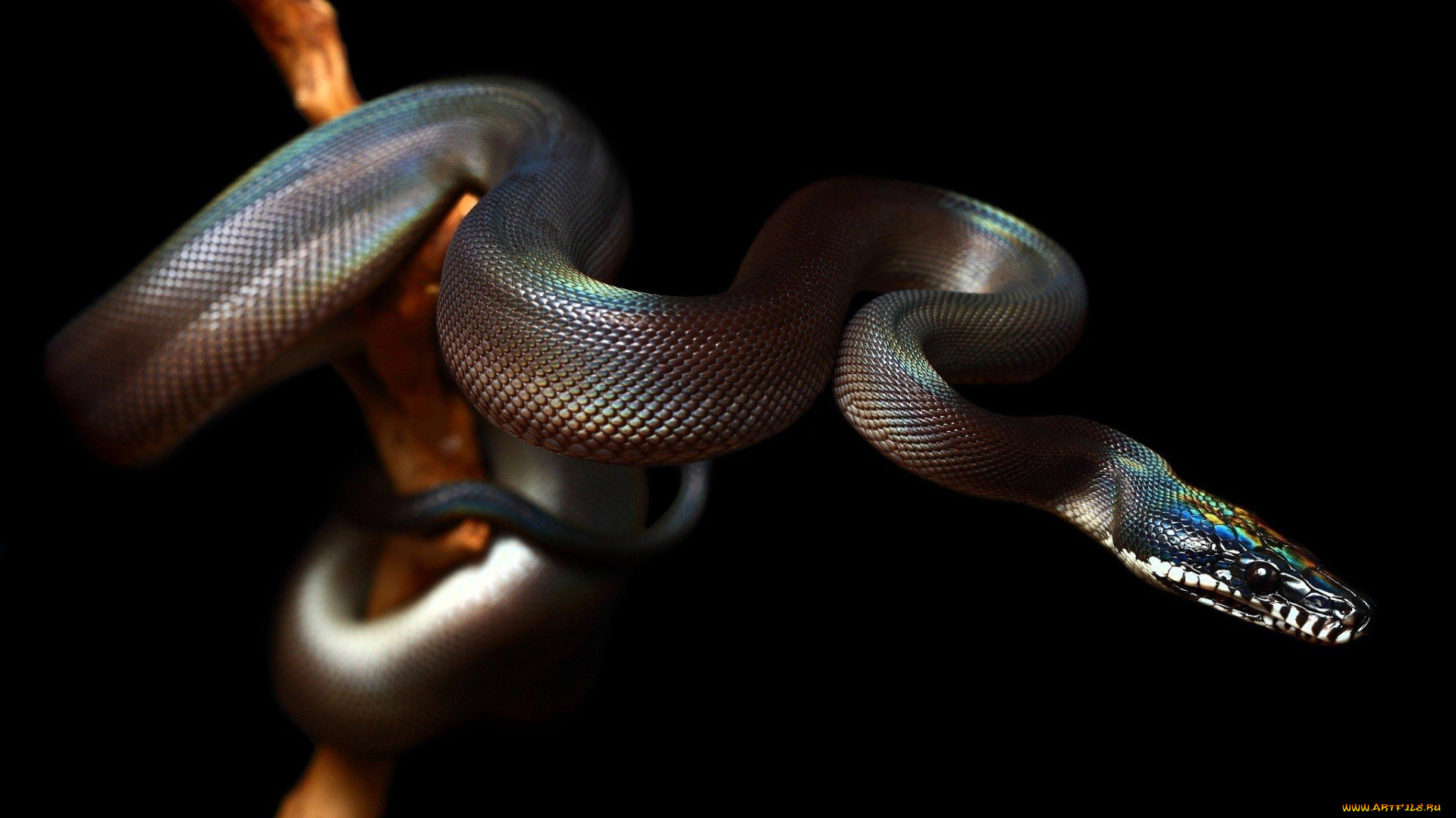 животные, змеи, , питоны, , кобры, змея, пресмыкающиеся, чешуйчатые, хордовые