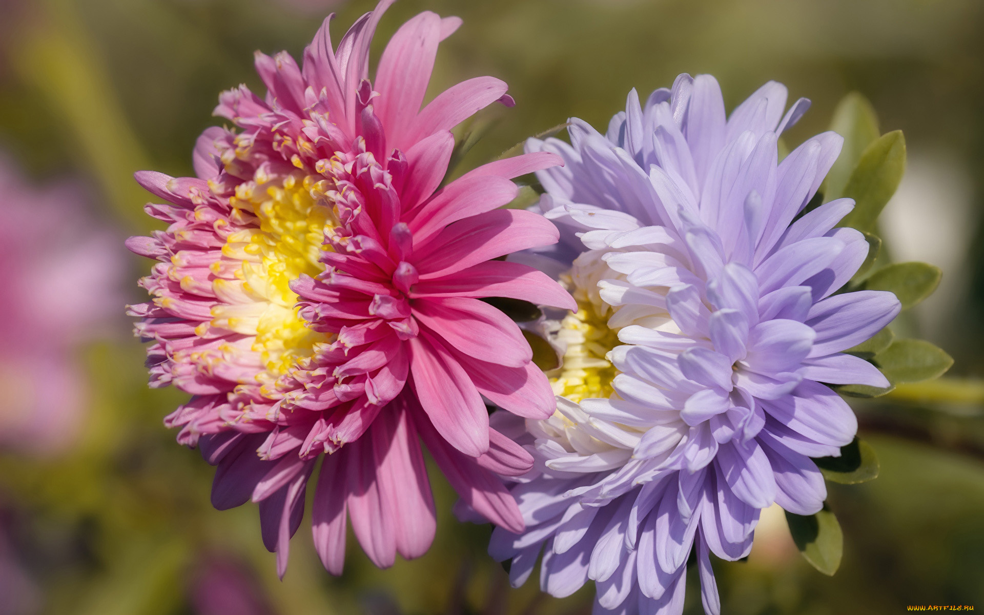 цветы, астры, дуэт