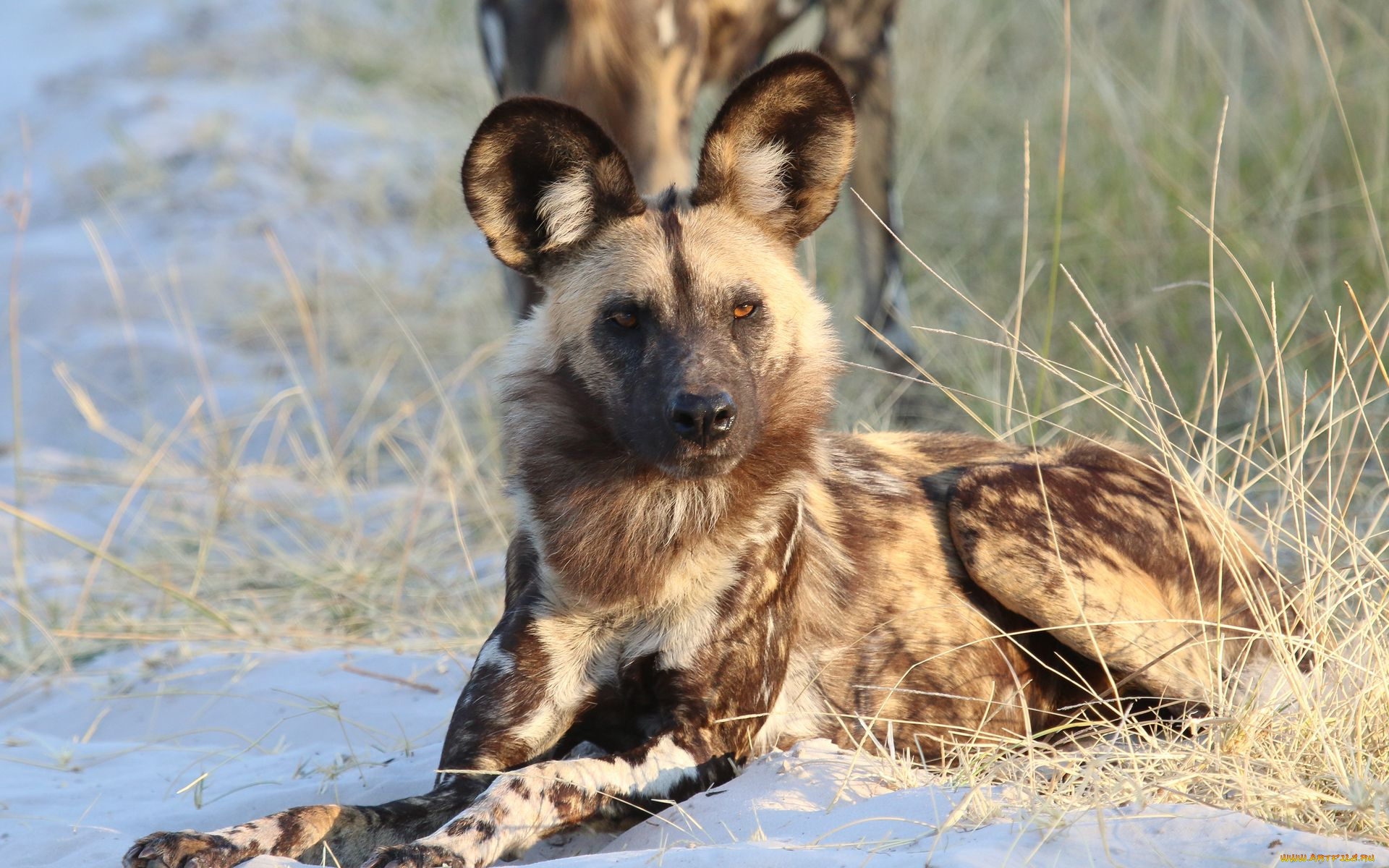 гиеновидная, собака, животные, гиены, , гиеновые, собаки, гиеновидная, собака, псовые, хищник, млекопитающее, шерсть, когти, оскал, зубы, африка