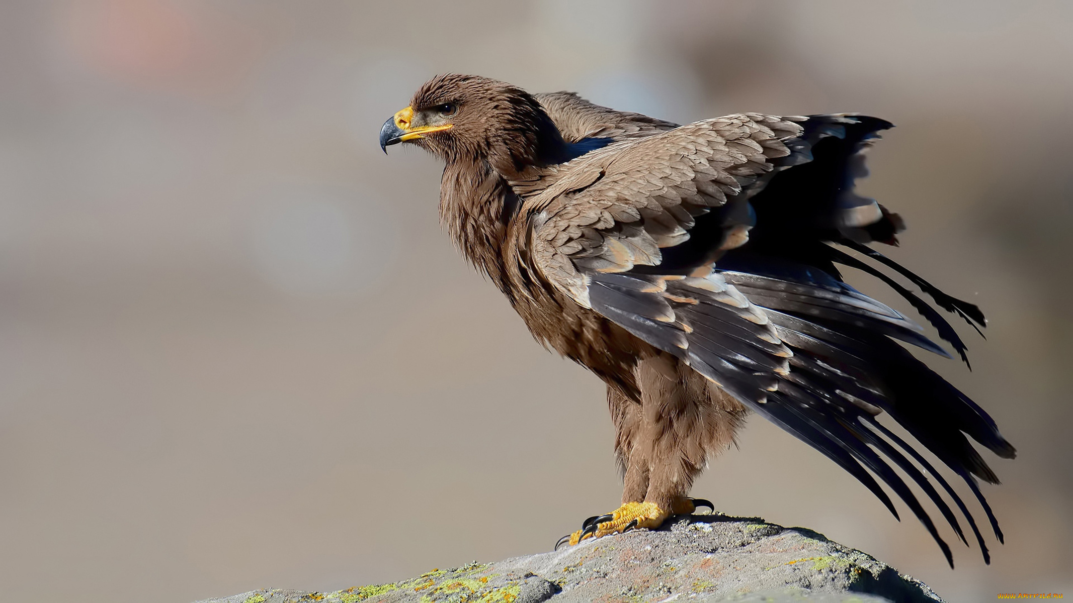 степной, орёл, животные, птицы, -, хищники, степной, орёл, орлы, ястребиные, ястребообразные, птица, хищник, клюв, когти, перья, крылья, полёт