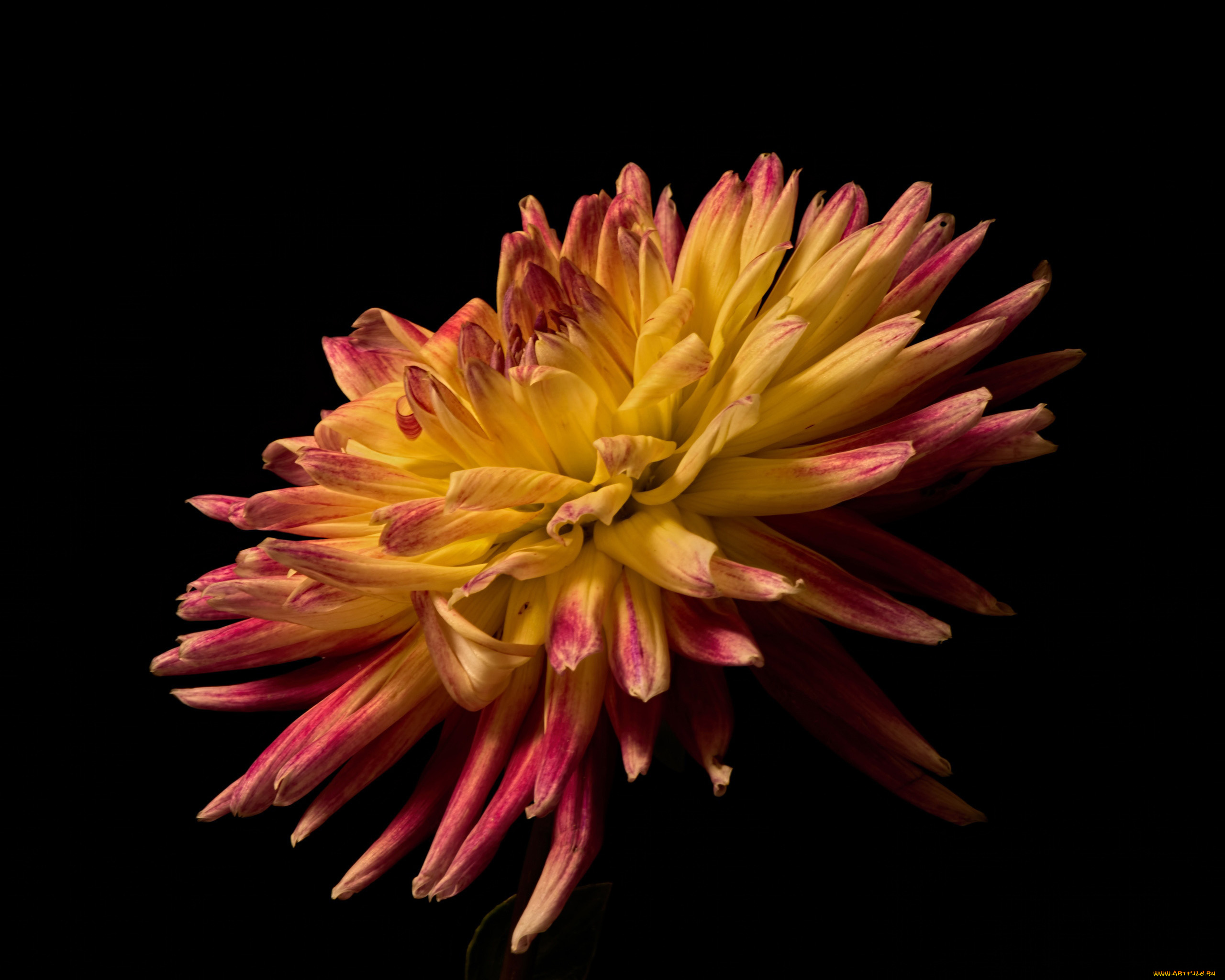 цветы, георгины, макро