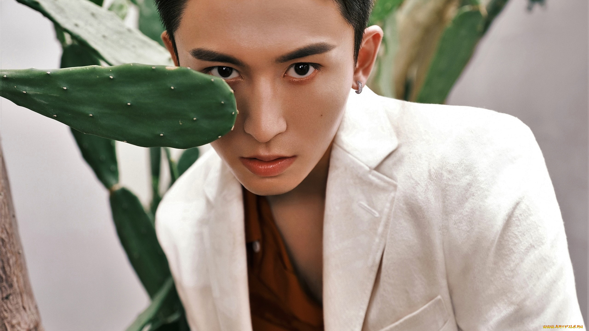 мужчины, gong, jun, |, simon, gong, лицо, пиджак, кактус