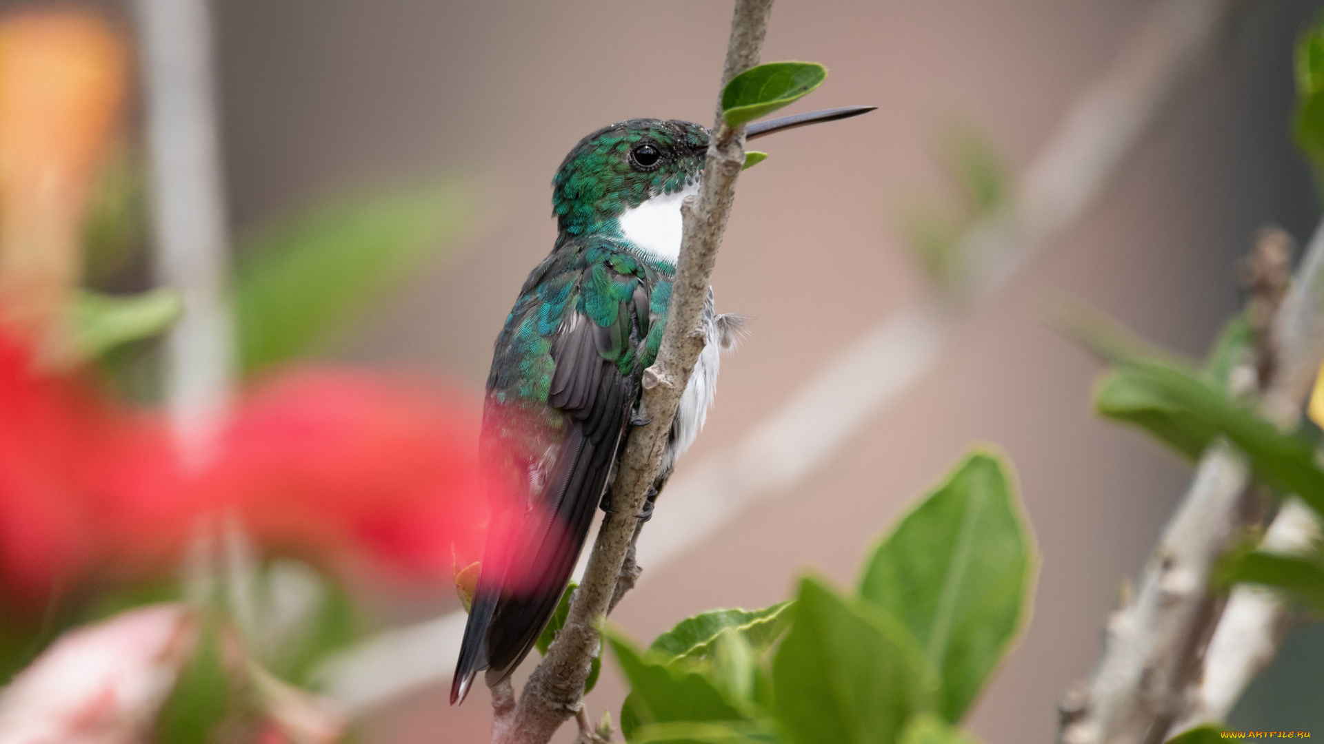 животные, колибри, цветы, ветки, птица, боке