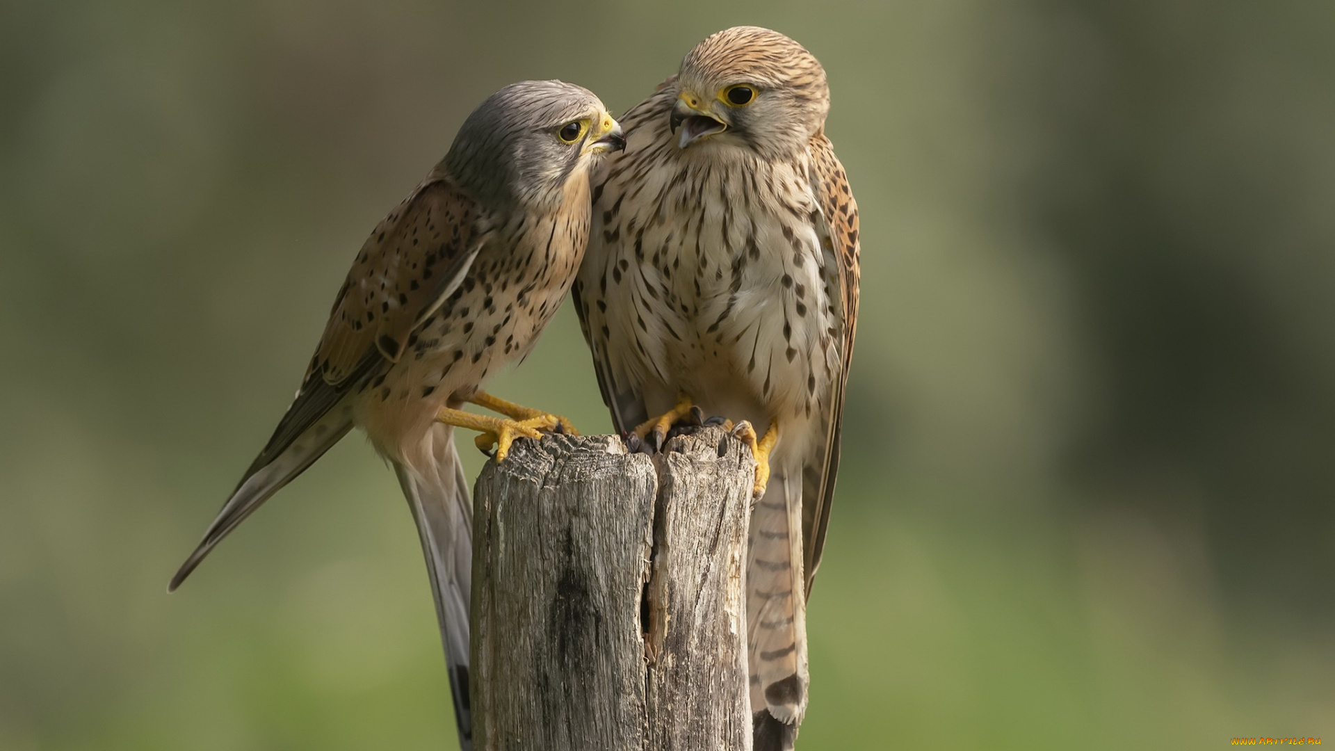 животные, птицы, -, хищники, птица, сокол, пустельга