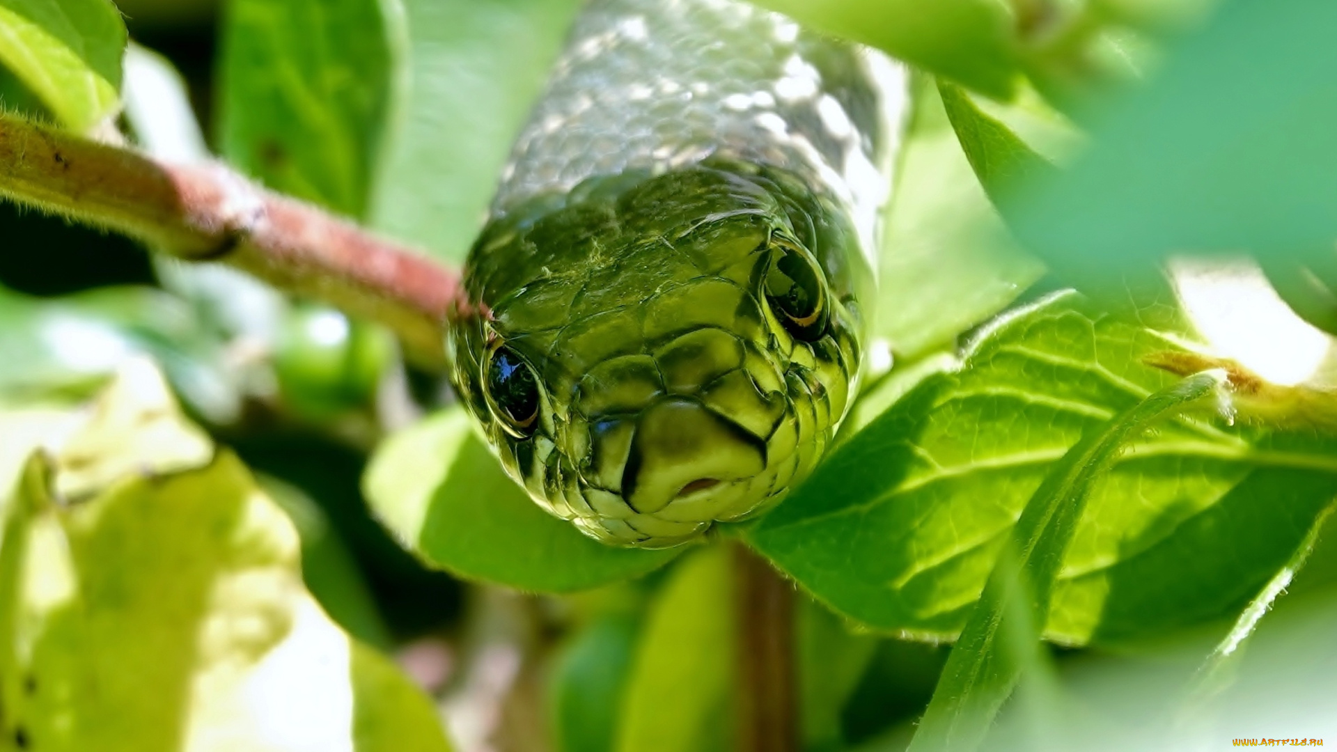 животные, змеи, , питоны, , кобры, морда, листья, природа, змея, ветка, полоз