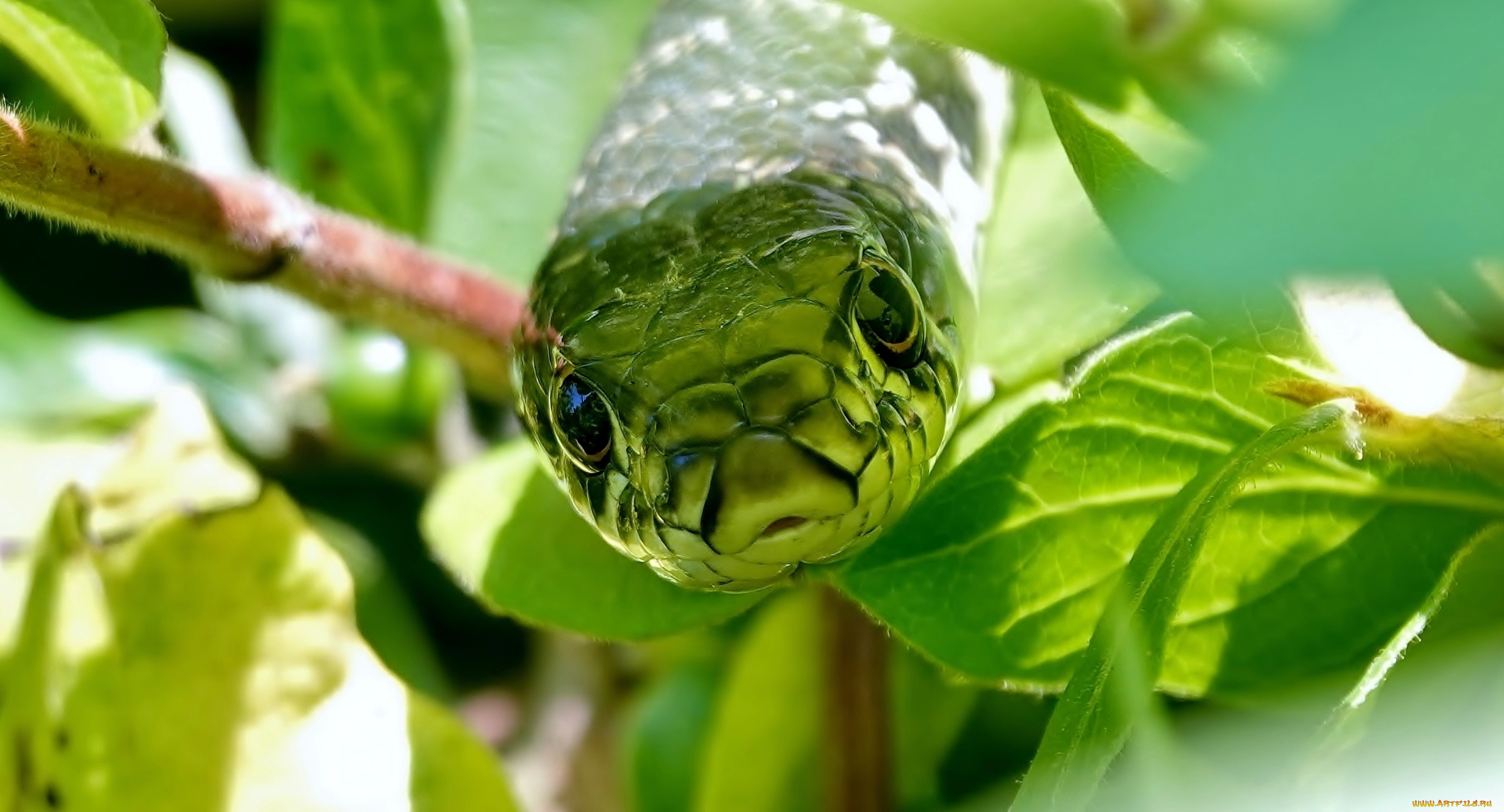 животные, змеи, , питоны, , кобры, морда, листья, природа, змея, ветка, полоз