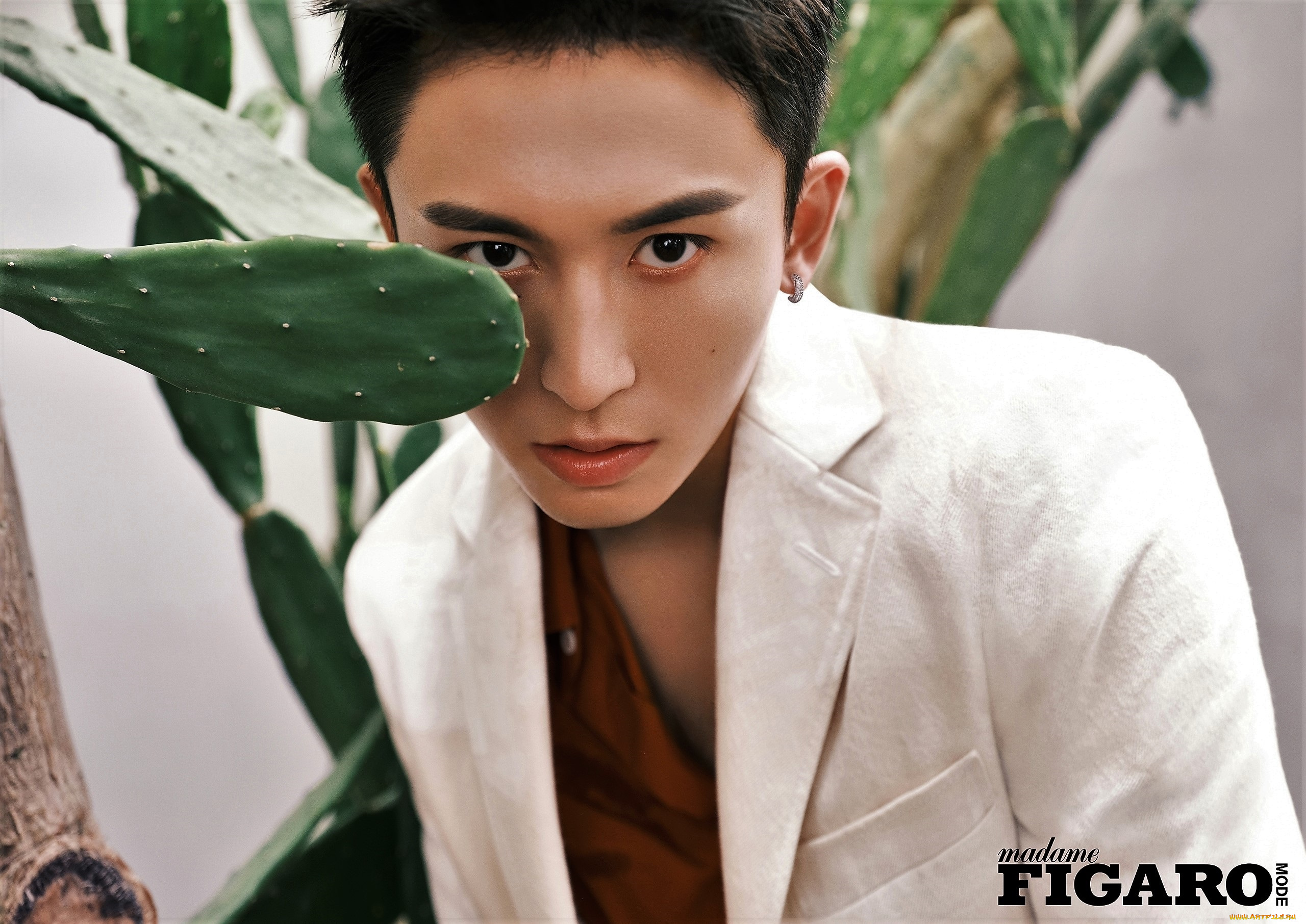 мужчины, gong, jun, |, simon, gong, лицо, пиджак, кактус