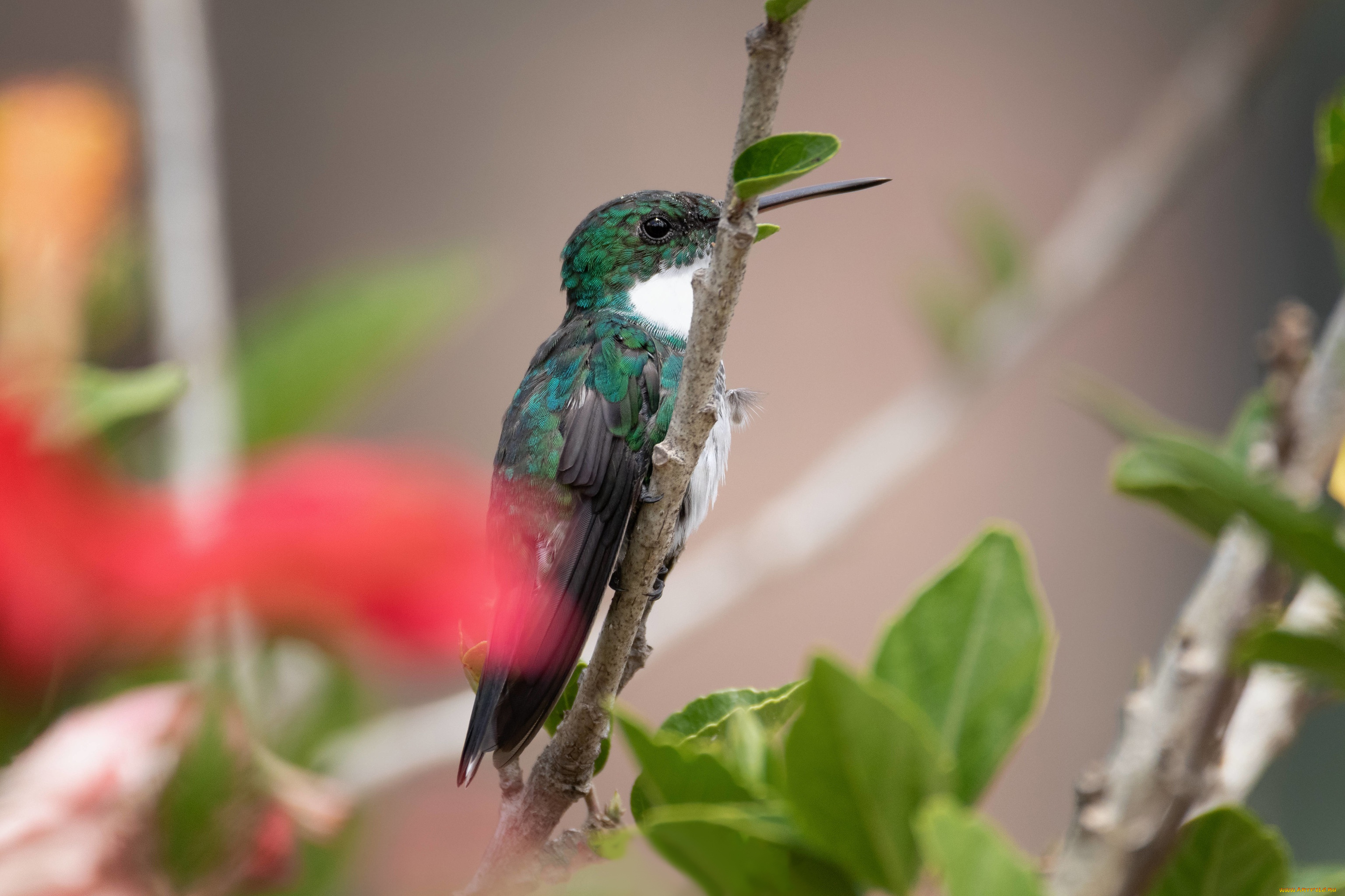 животные, колибри, цветы, ветки, птица, боке