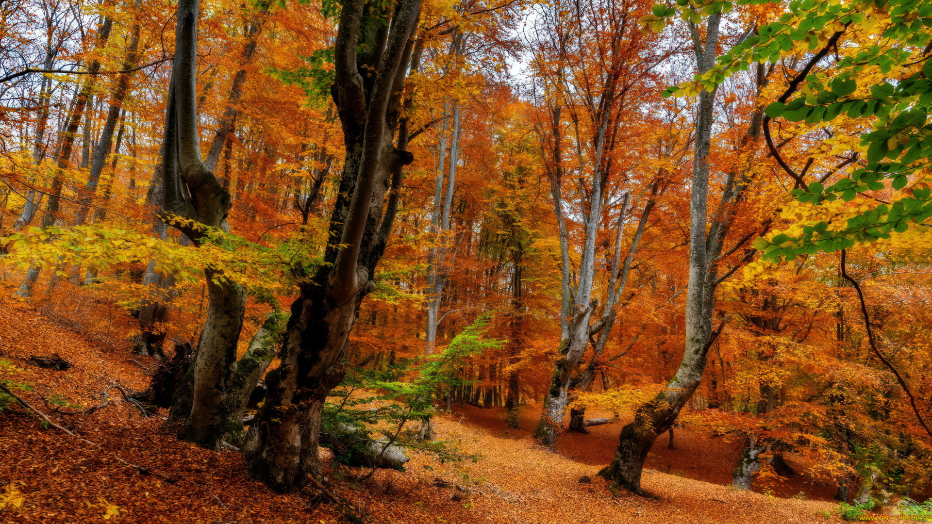 природа, лес, осень, листопад