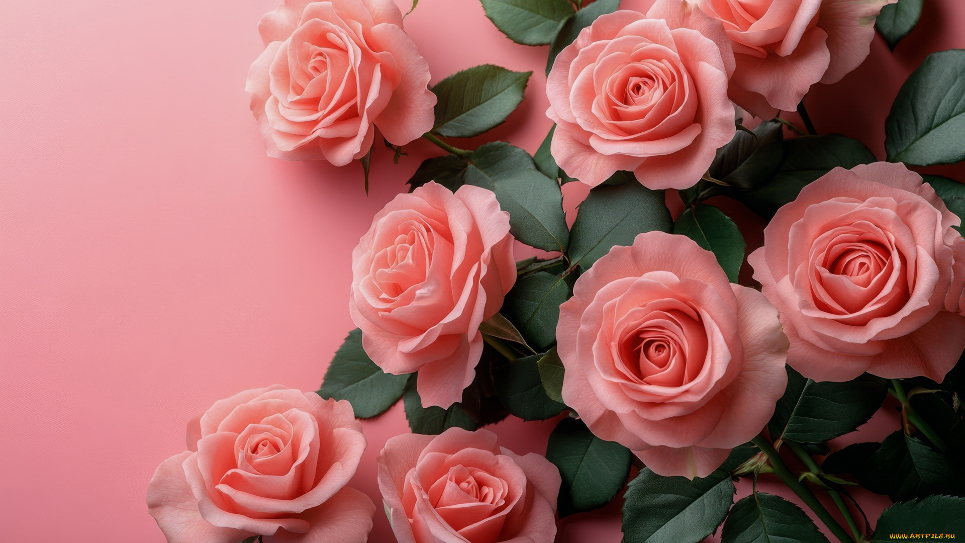 3д, графика, цветы, , flowers, розовые, розы