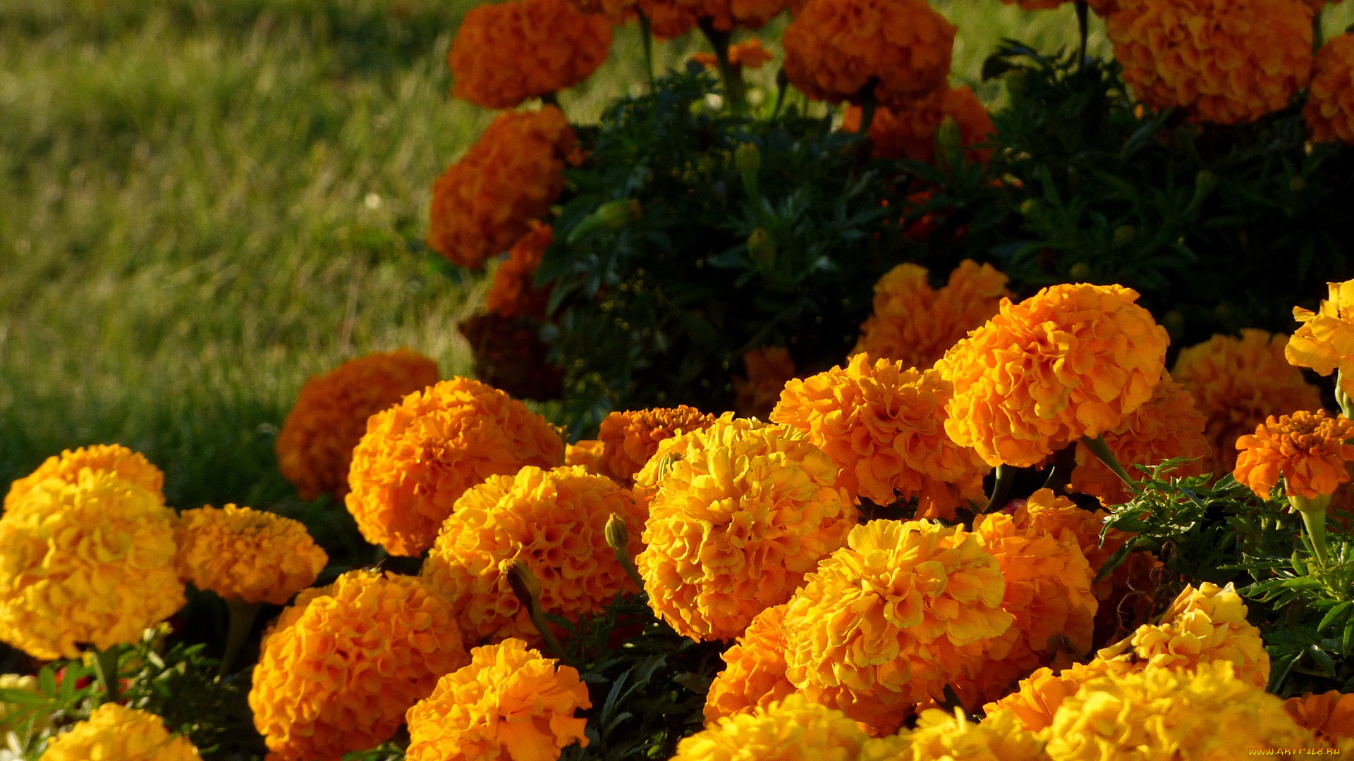 цветы, бархатцы