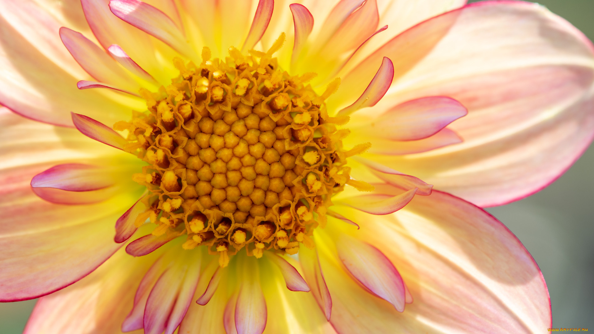 цветы, георгины, цветок