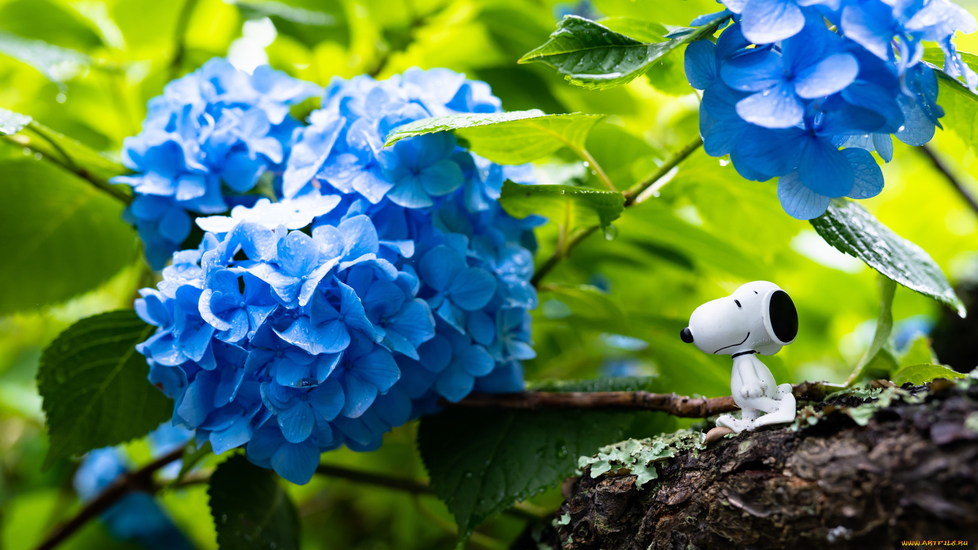 цветы, гортензия