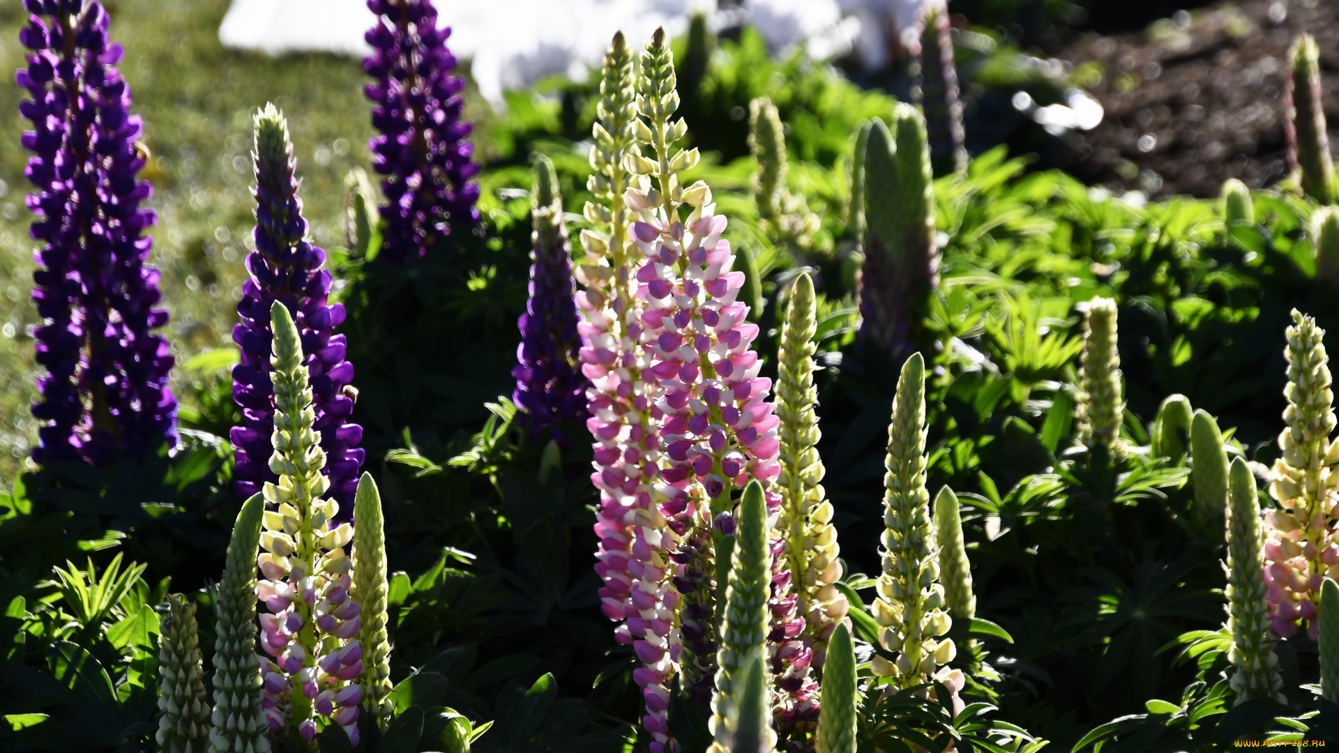 цветы, люпин, разноцветный