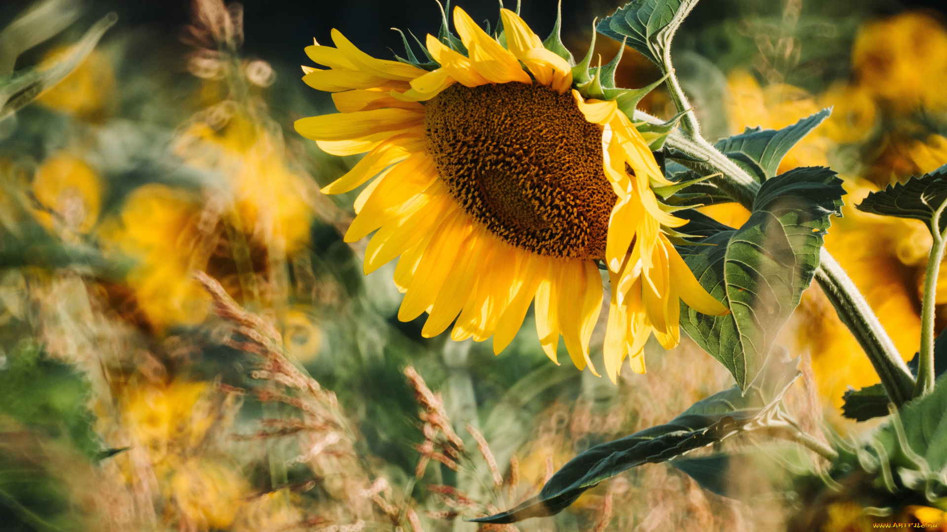 цветы, подсолнухи