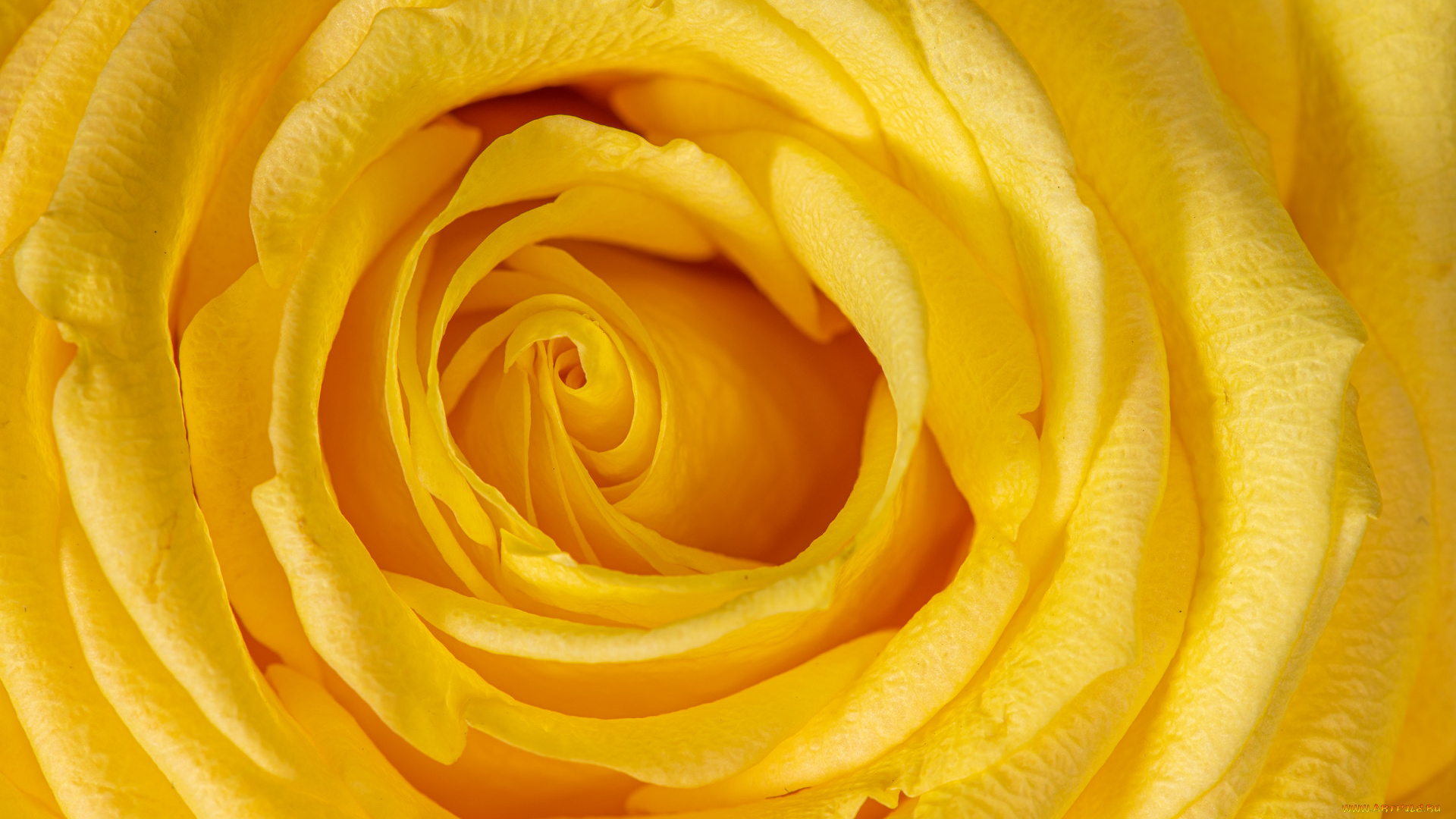 цветы, розы, цветок