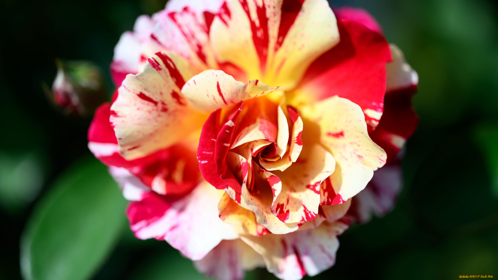 цветы, розы, двухцветная, роза, макро