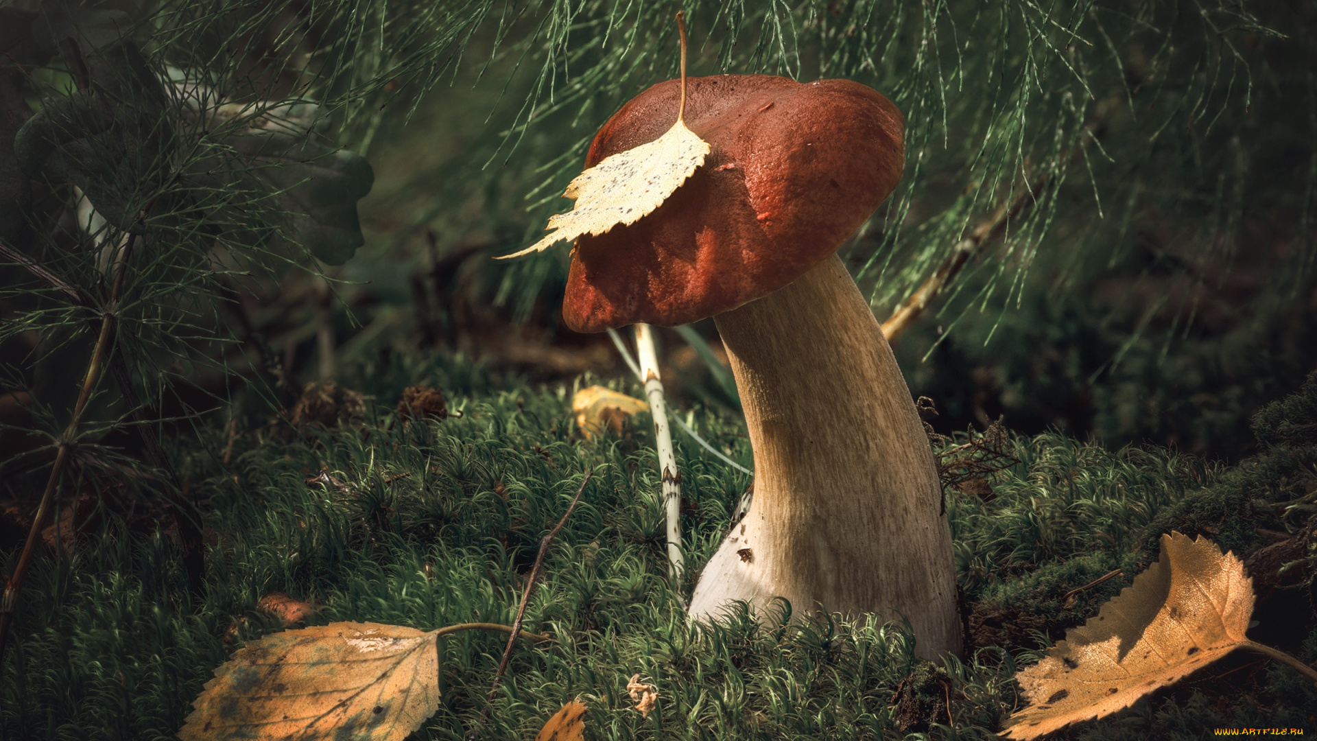 природа, грибы, гриб