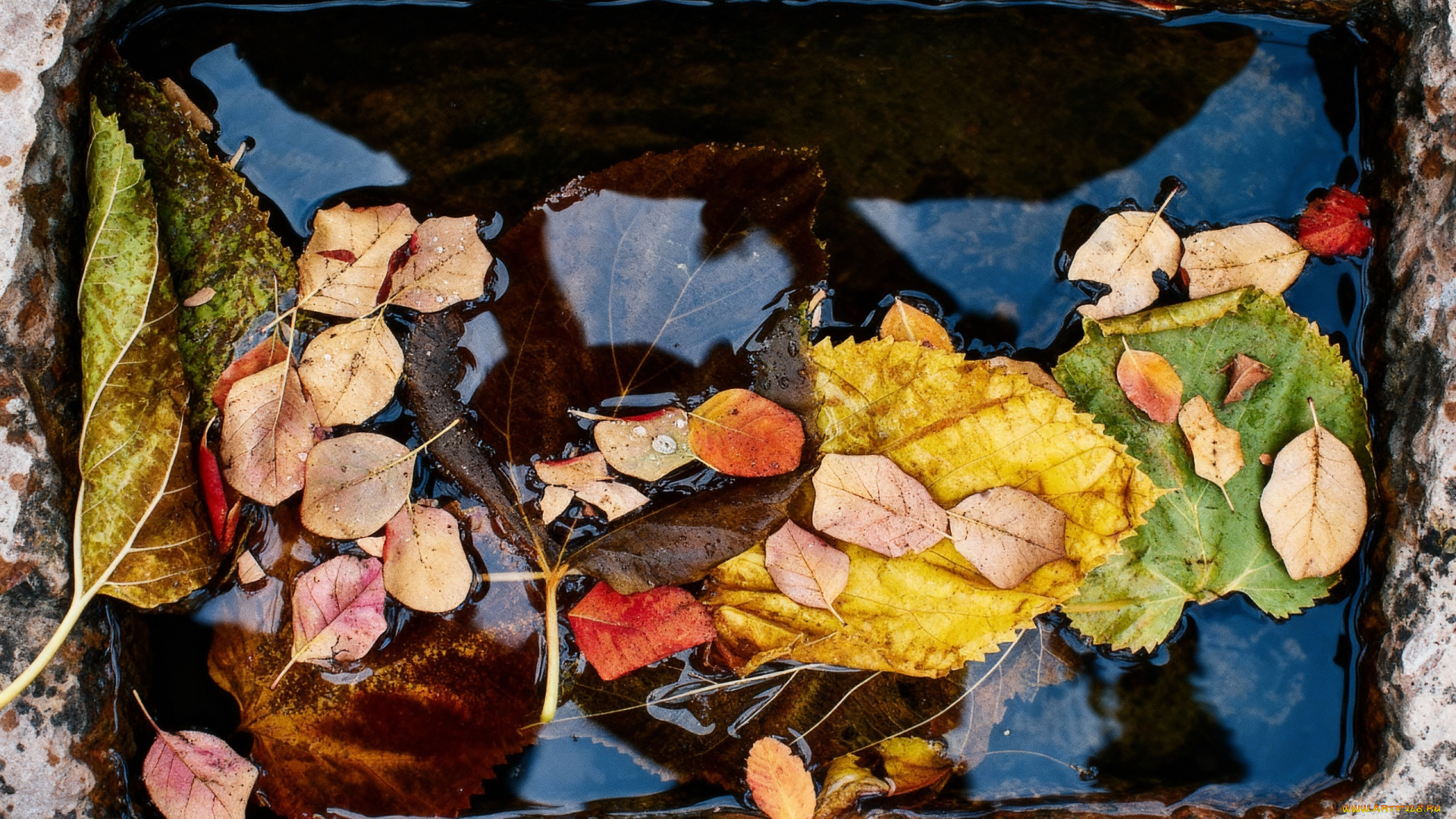 природа, листья