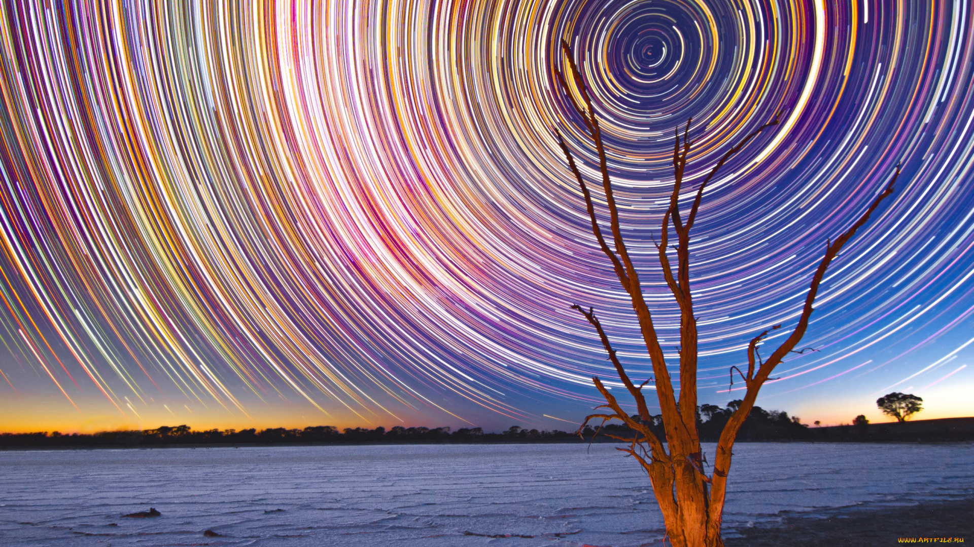 природа, побережье, дерево