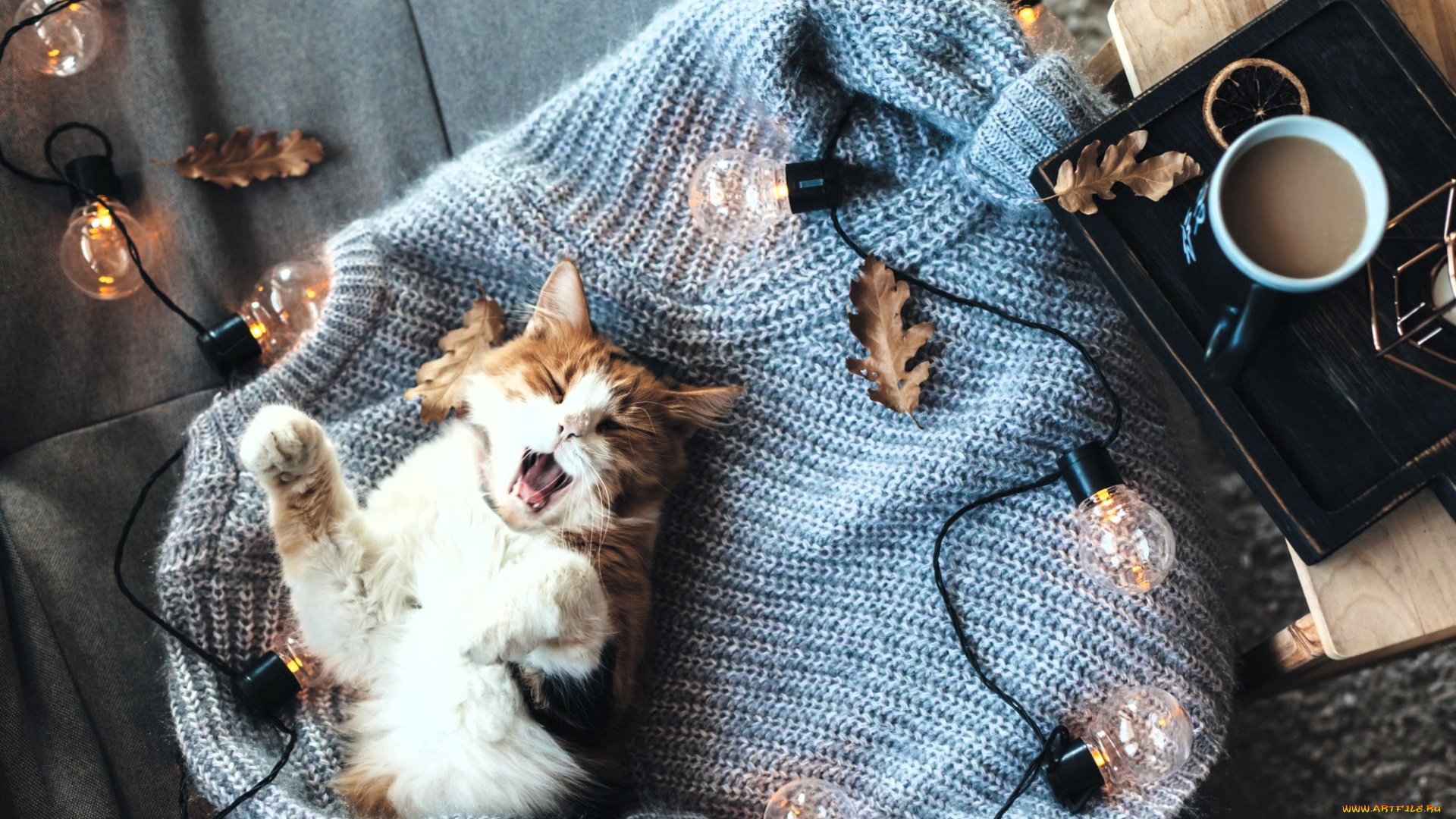 животные, коты, кот, зевок, свитер, листья, гирлянда, лампочки, чашка