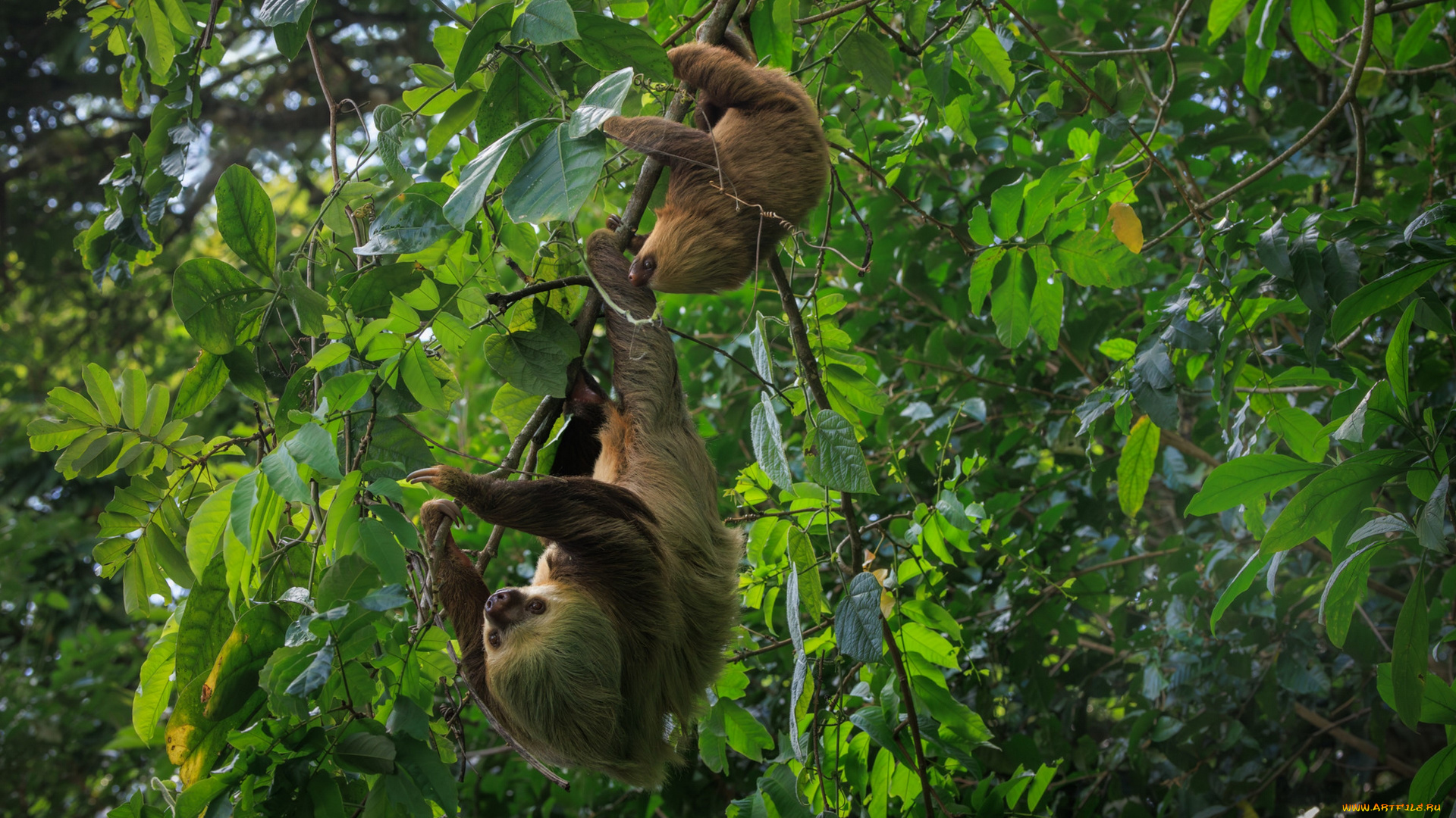 животные, ленивцы, ленивец