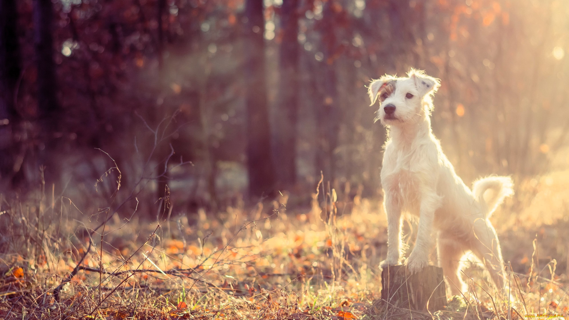 животные, собаки, собака, джек-рассел, пень, трава, листья, хворост, лес, осень