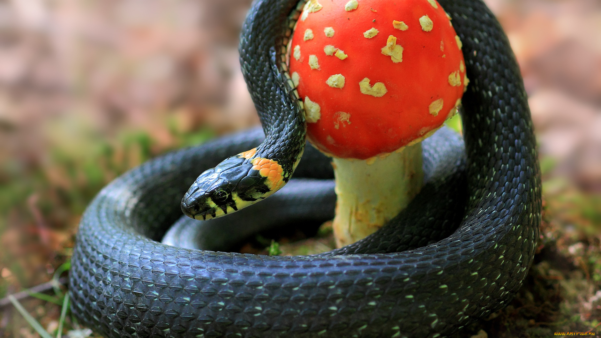 животные, змеи, , питоны, , кобры, уж, гриб
