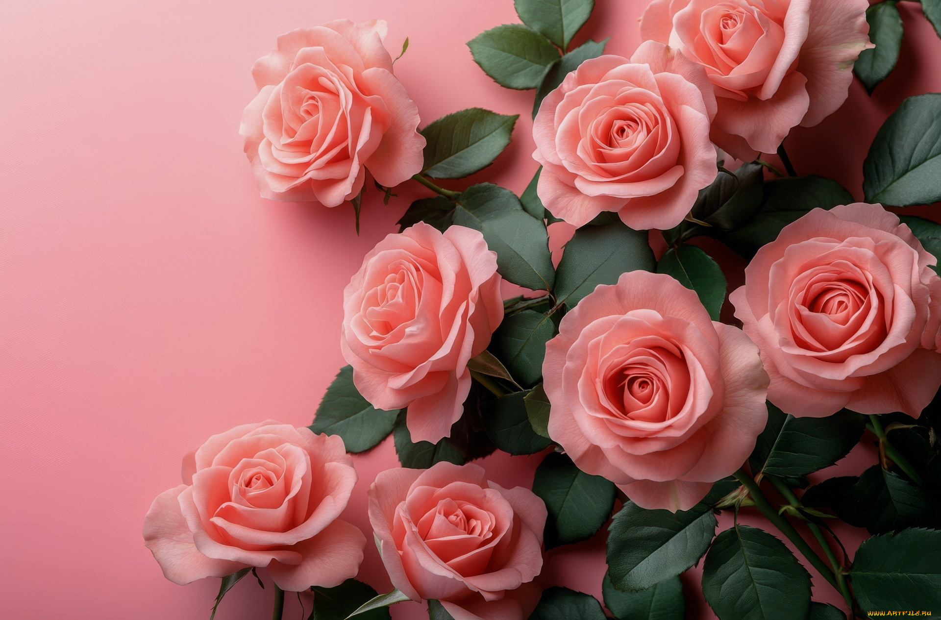 3д, графика, цветы, , flowers, розовые, розы