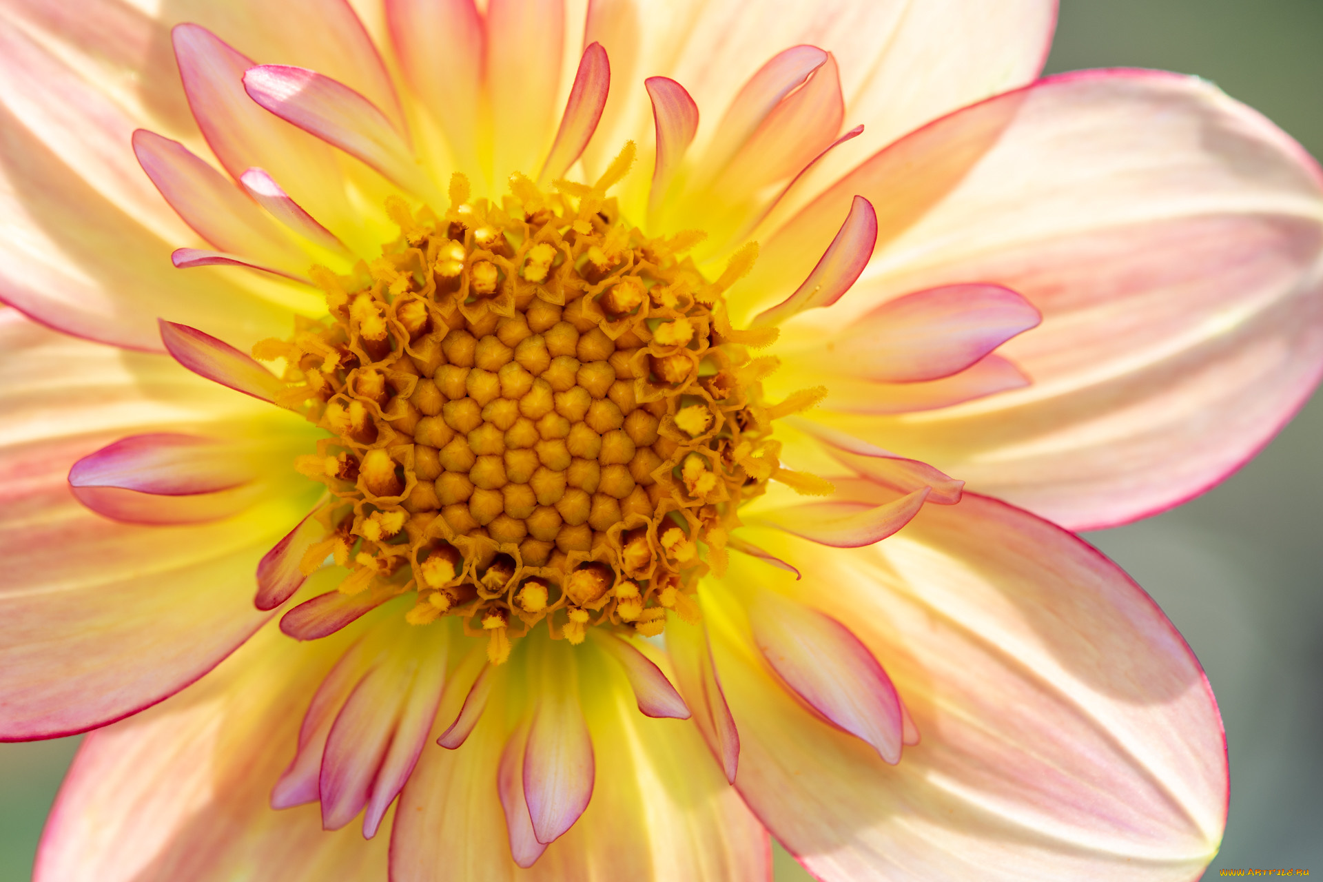 цветы, георгины, цветок