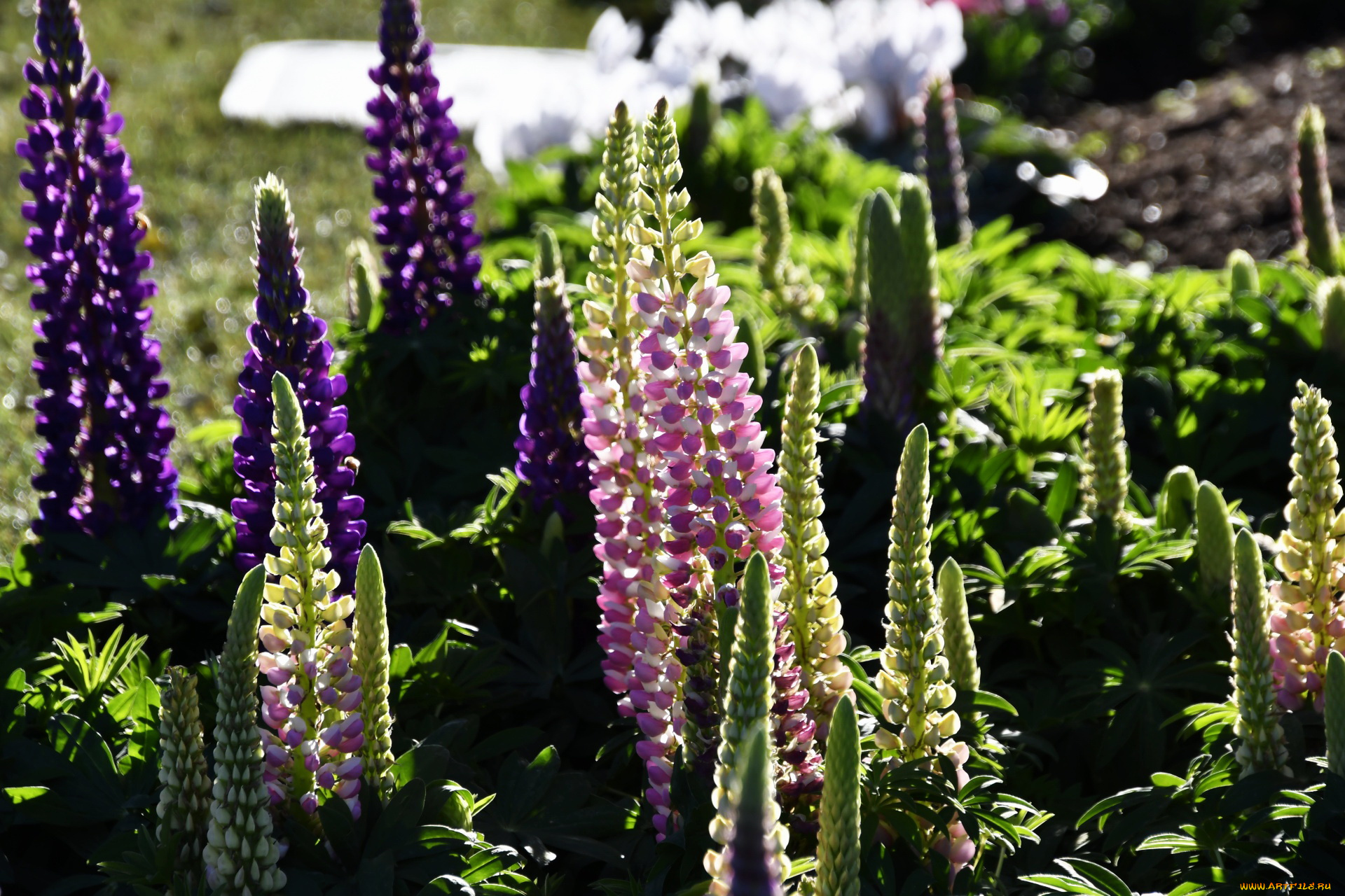 цветы, люпин, разноцветный