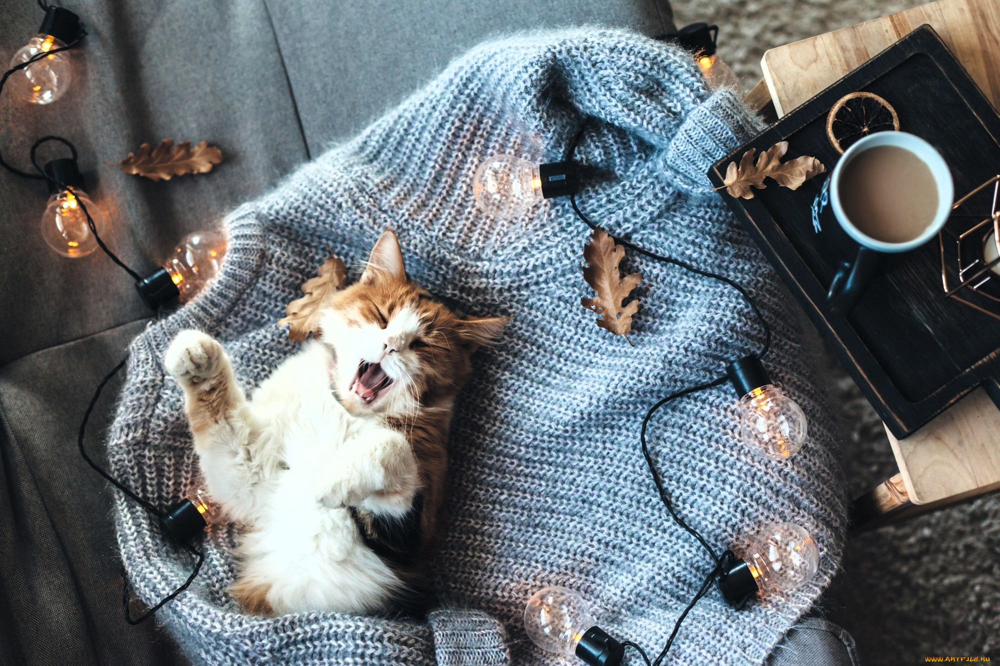 животные, коты, кот, зевок, свитер, листья, гирлянда, лампочки, чашка