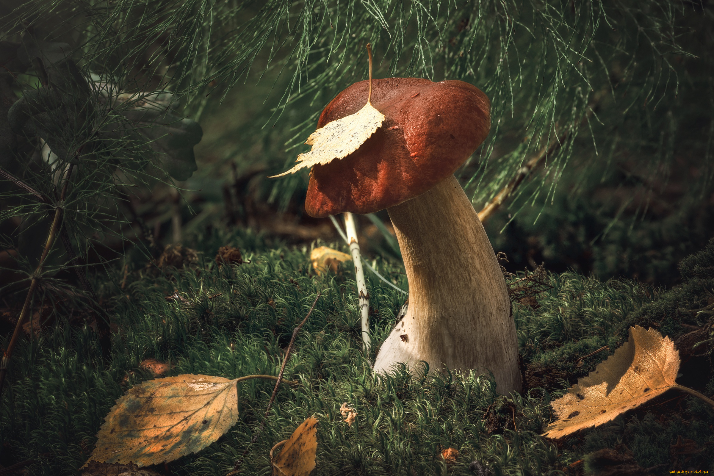 природа, грибы, гриб