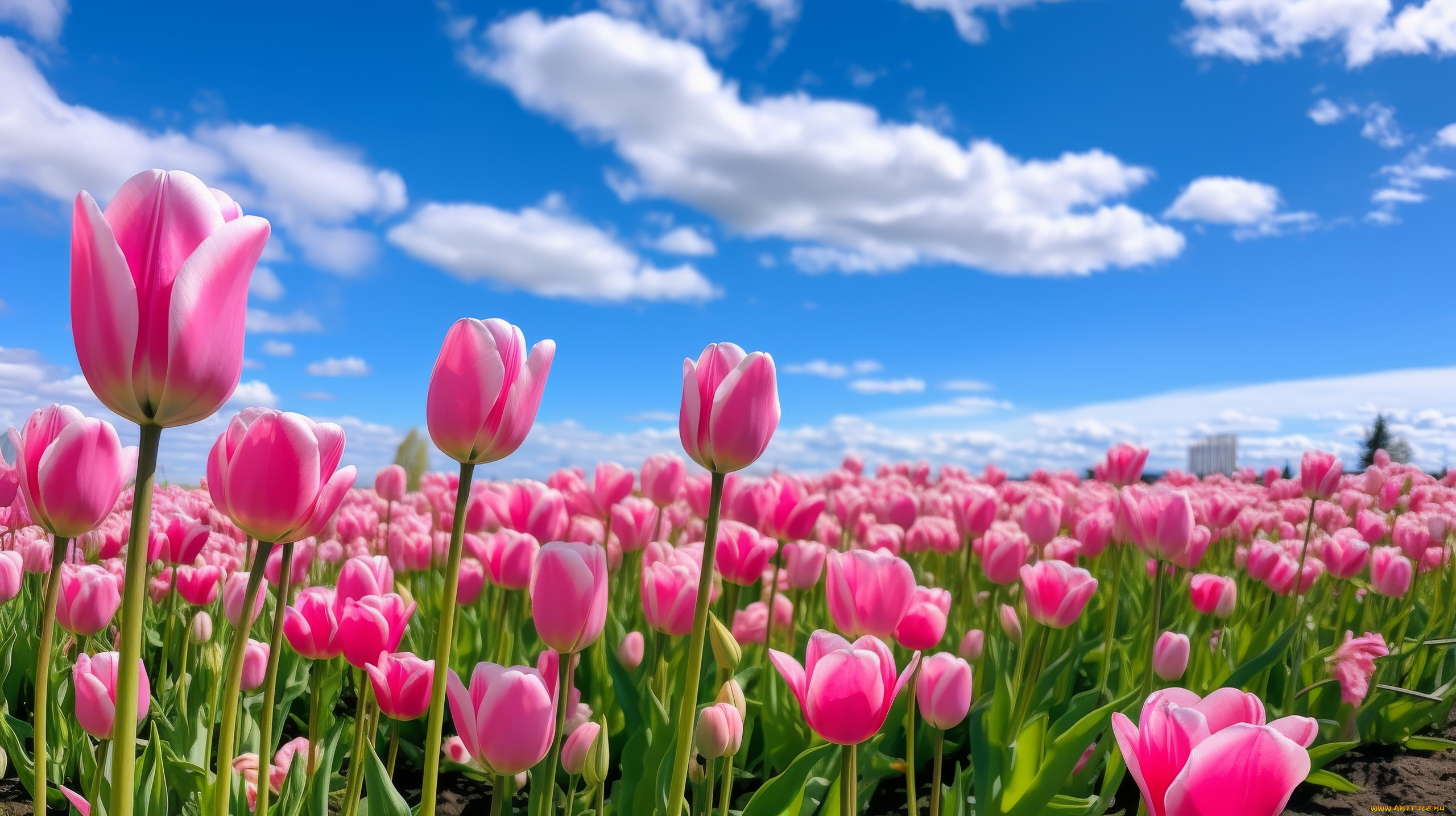 3д, графика, цветы, , flowers, поле, розовые, тюльпаны, бутоны, небо