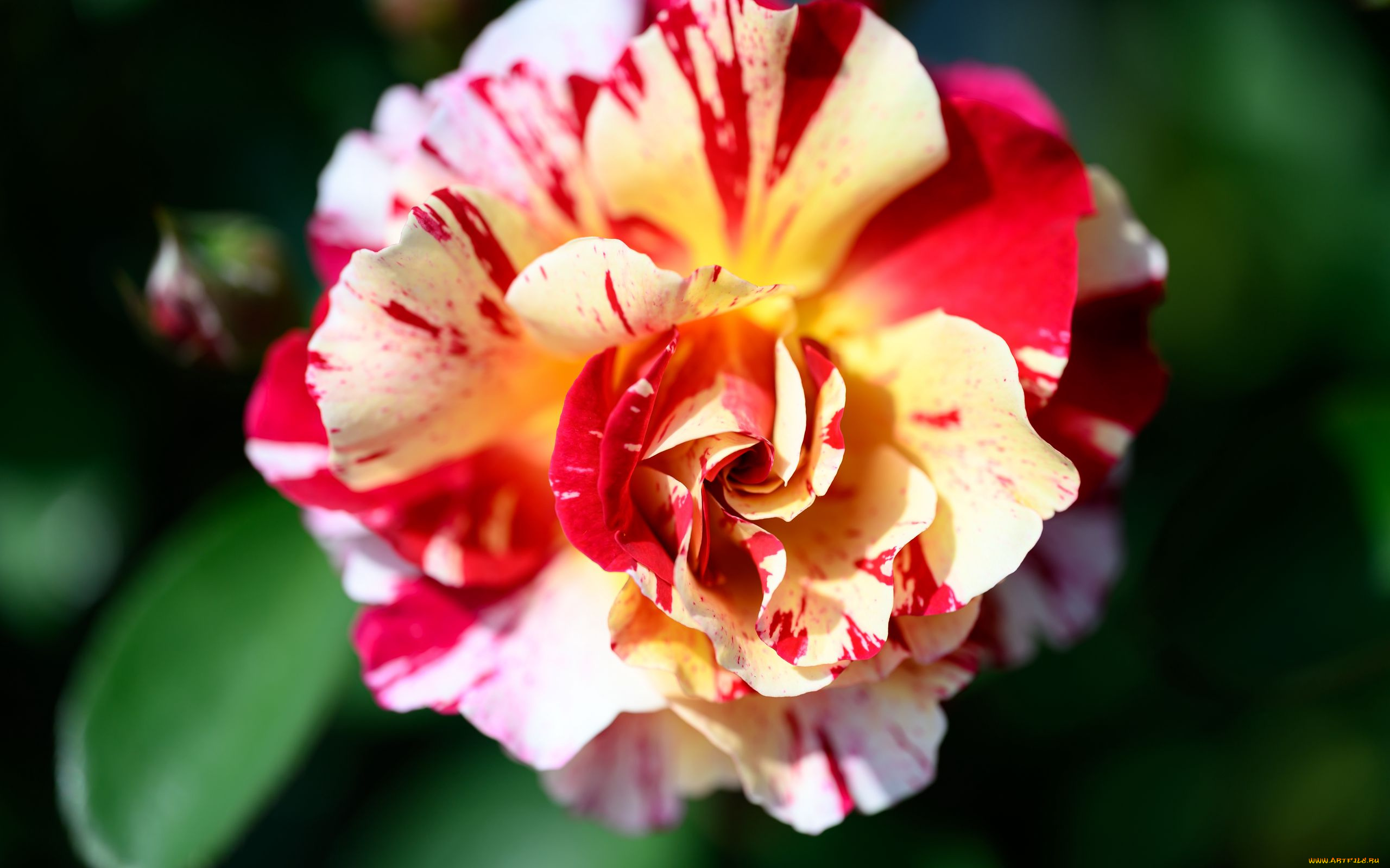 цветы, розы, двухцветная, роза, макро