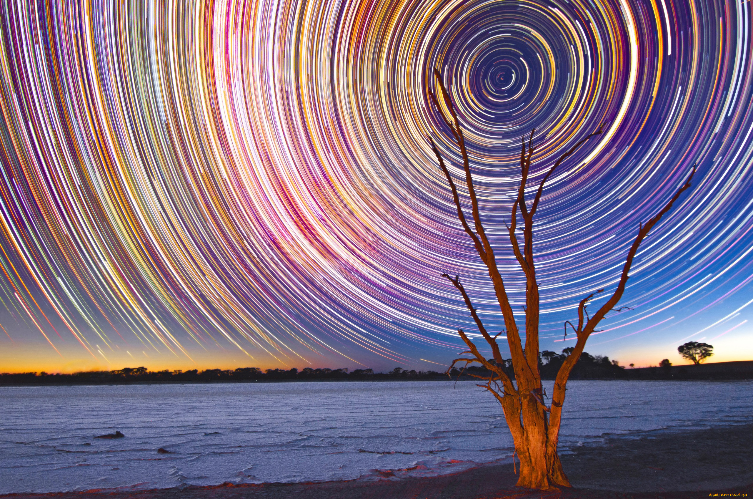 природа, побережье, дерево