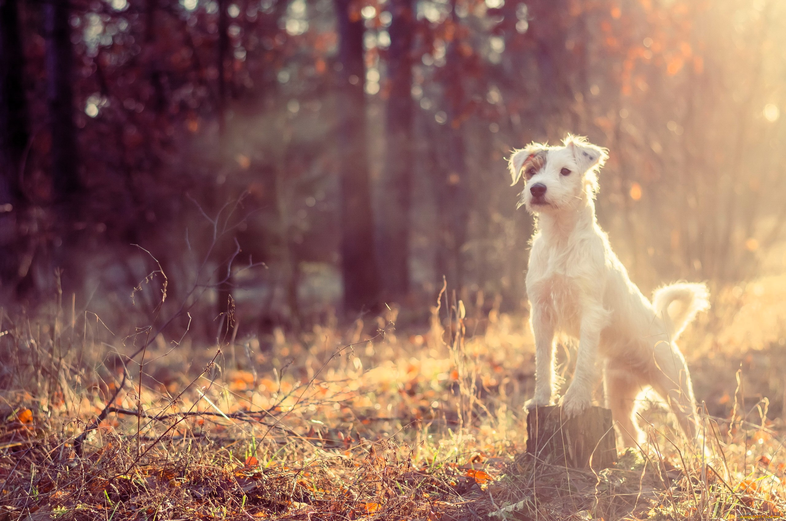 животные, собаки, собака, джек-рассел, пень, трава, листья, хворост, лес, осень