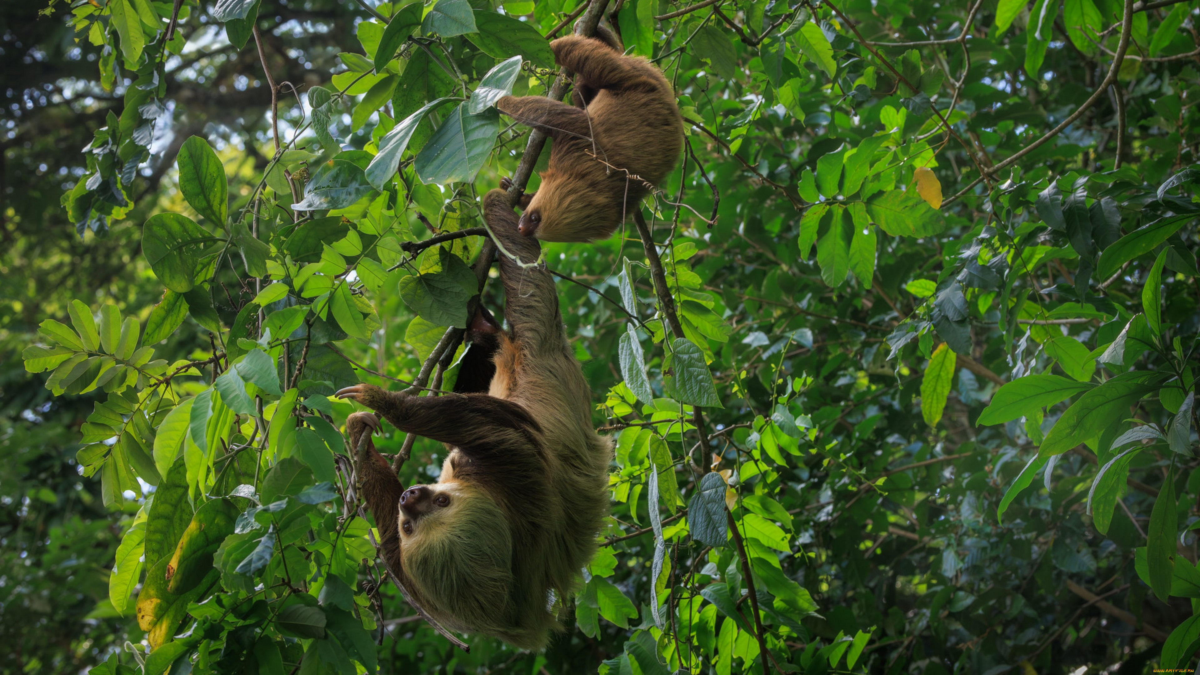 животные, ленивцы, ленивец