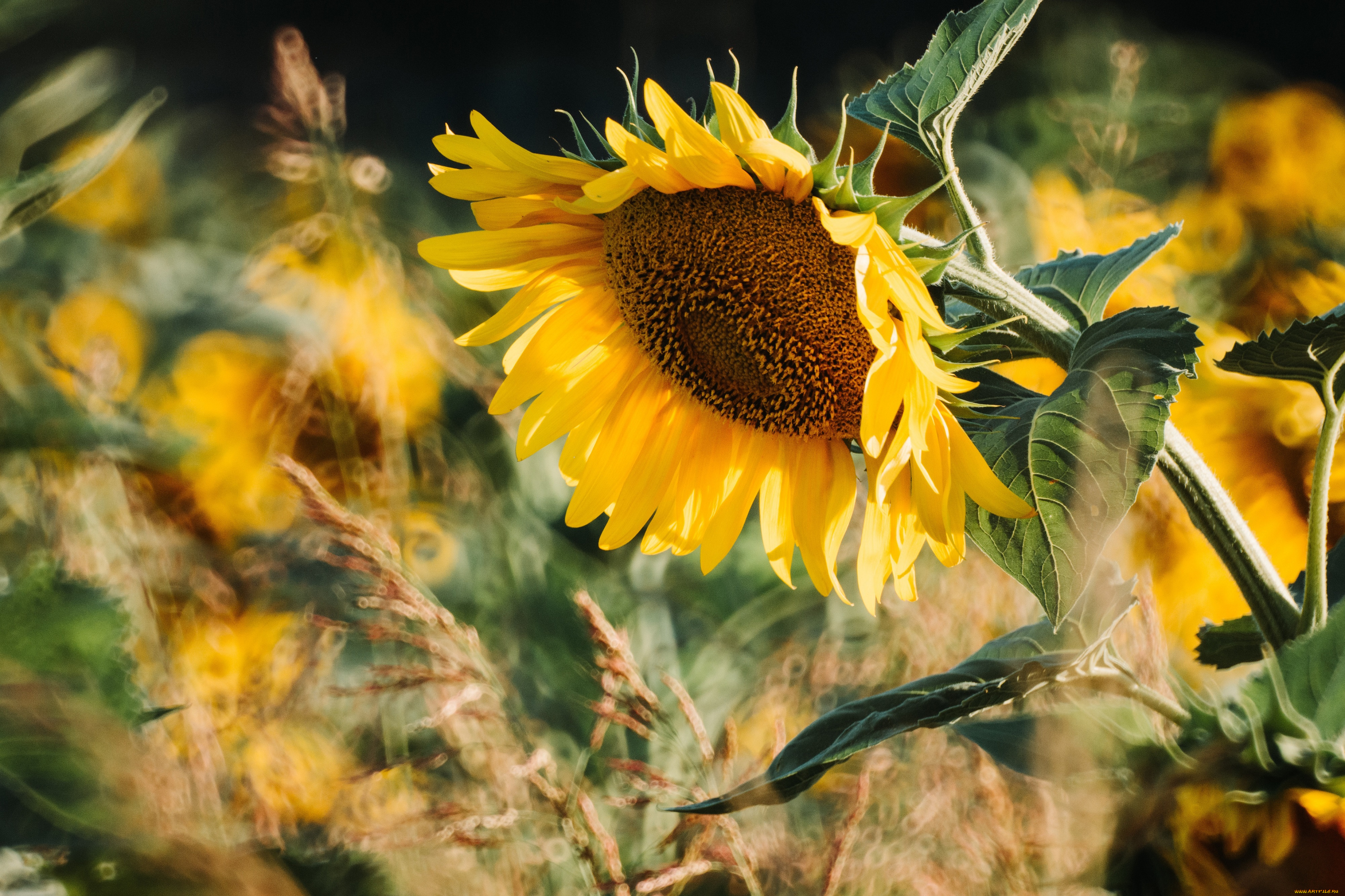 цветы, подсолнухи