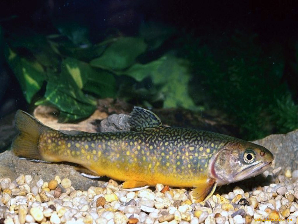 вкусненькая, рыбка, животные, рыбы