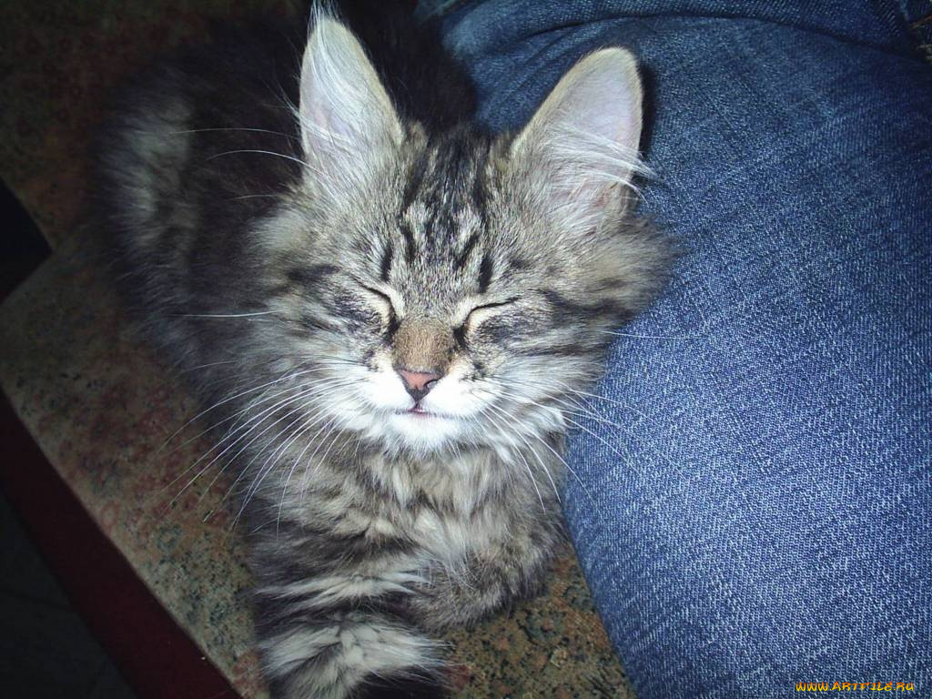 виски, животные, коты