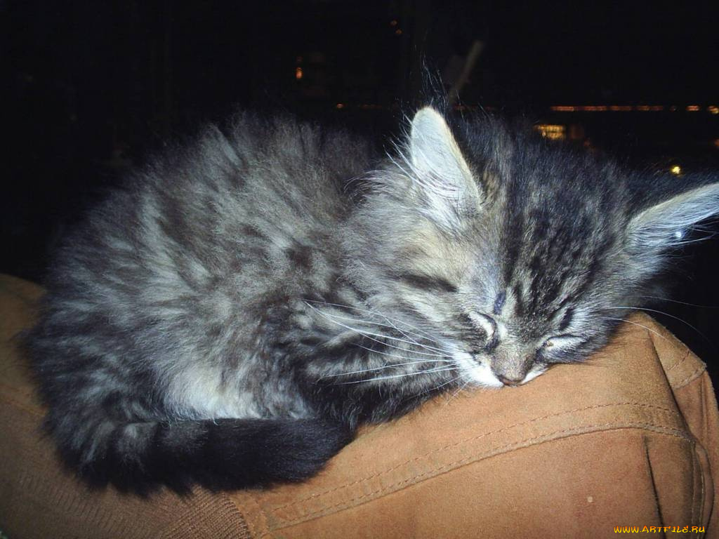 виски, животные, коты