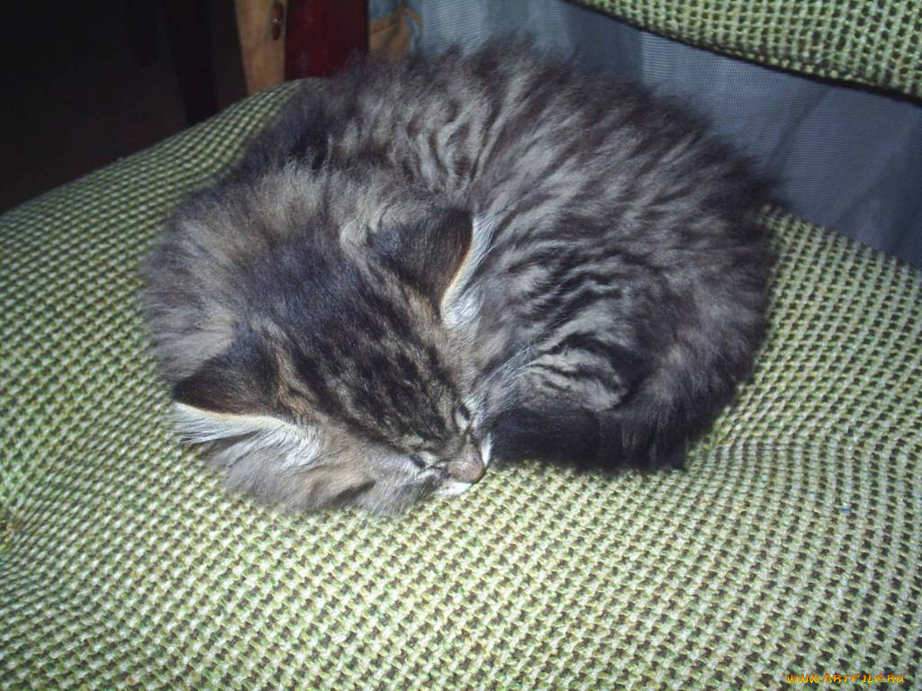 виски, животные, коты