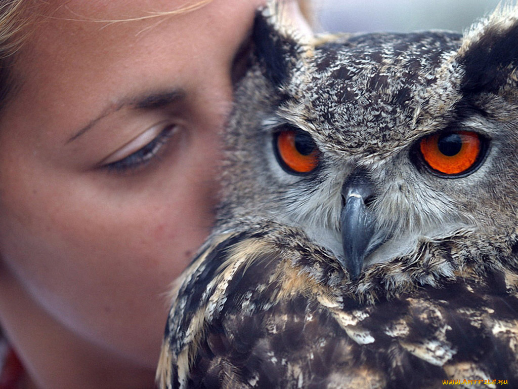 автор, samshit, животные, совы