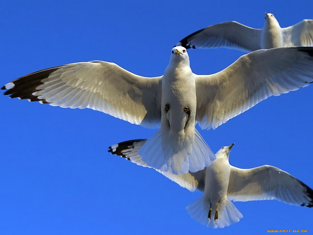 samshit, под, небом, голубым, животные, Чайки, бакланы, крачки