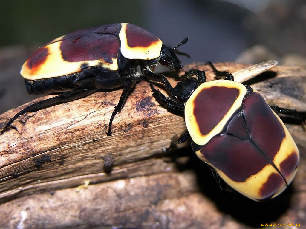 sanguis, царь, горы, животные, насекомые