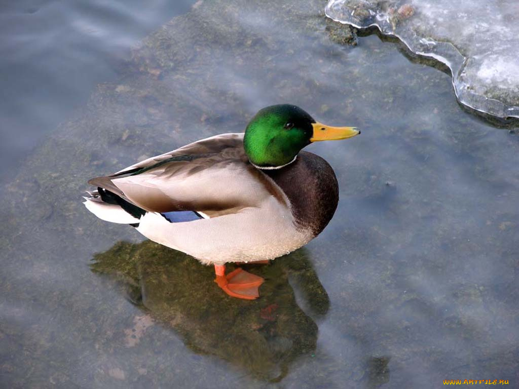 sanguis, утка, зелёной, головой, животные, утки
