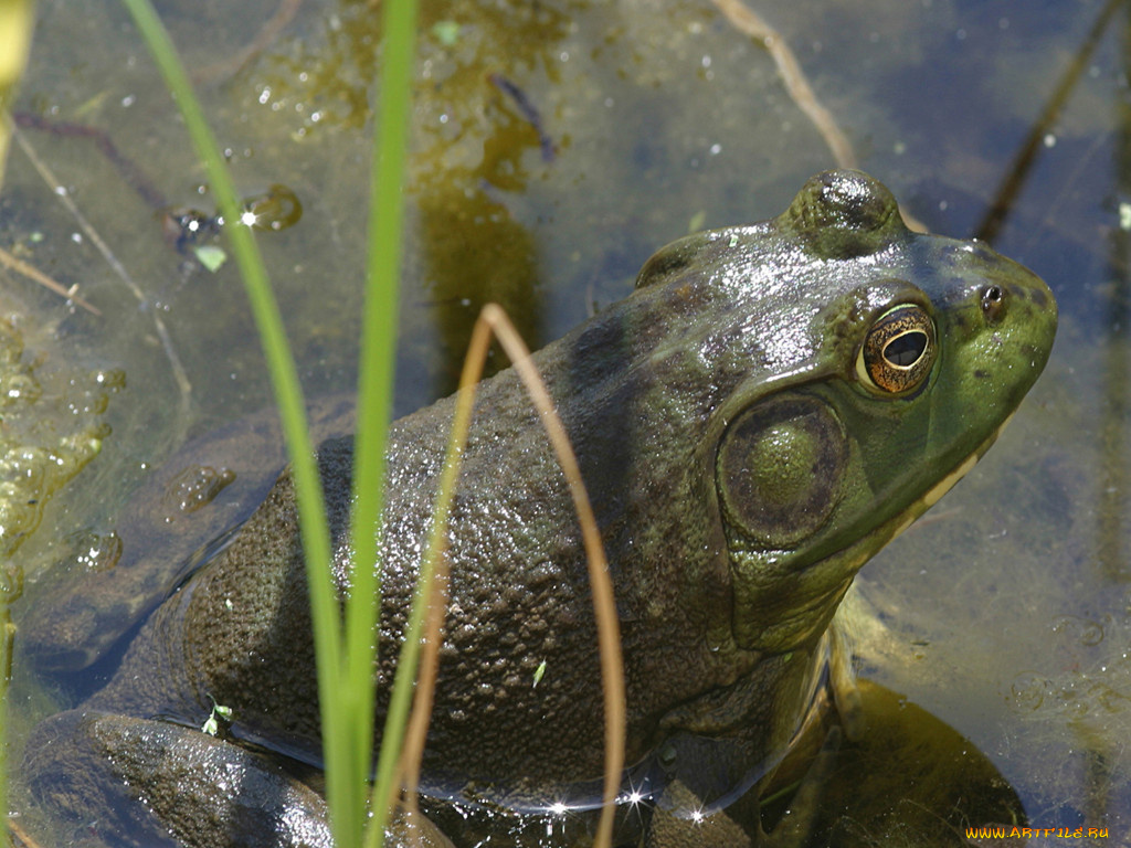 животные, лягушки
