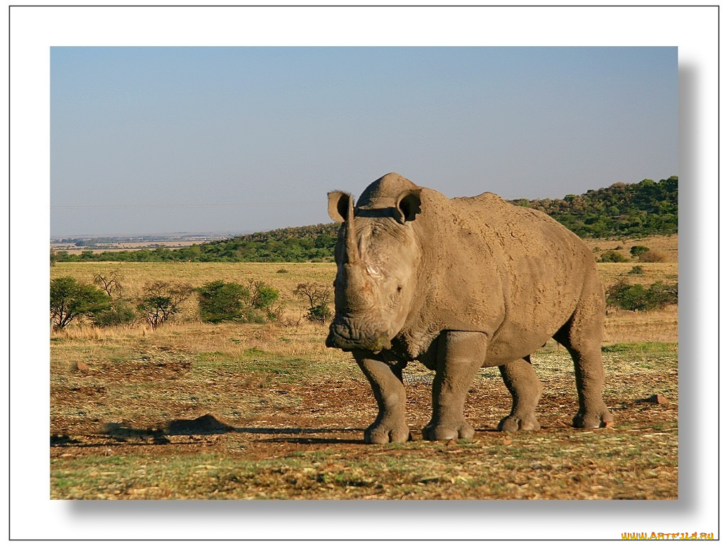 животные, носороги