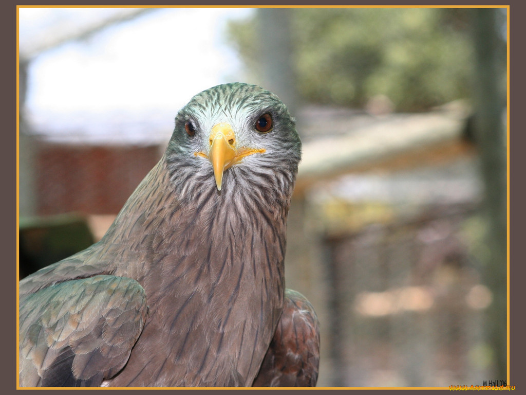 животные, птицы, хищники